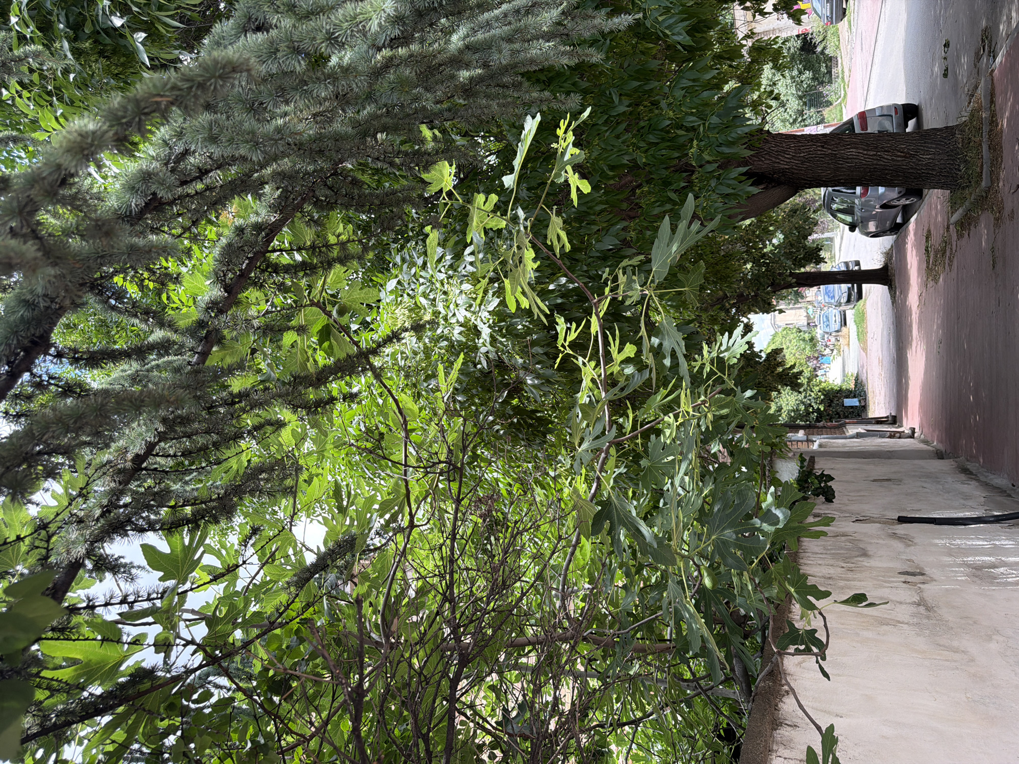This image depicts a street scene in Pazardzhik, Bulgaria, likely during daylight hours. A pedestrian walkway, paved with reddish-brown material, runs along the left side of the image, bordered by a textured, off-white wall. Lush green foliage from trees overhangs the walkway and the wall. One tree in the foreground, on the right, has a thick, textured trunk and branches extending upwards and across the scene. The street itself is paved with asphalt and several cars are parked along its edge and are visible further down the road. In the background, buildings and more trees are visible, suggesting a residential or mixed-use area. The sky is partly visible through the dense canopy of leaves, appearing bright. The overall impression is one of a tree-lined street on a bright day.