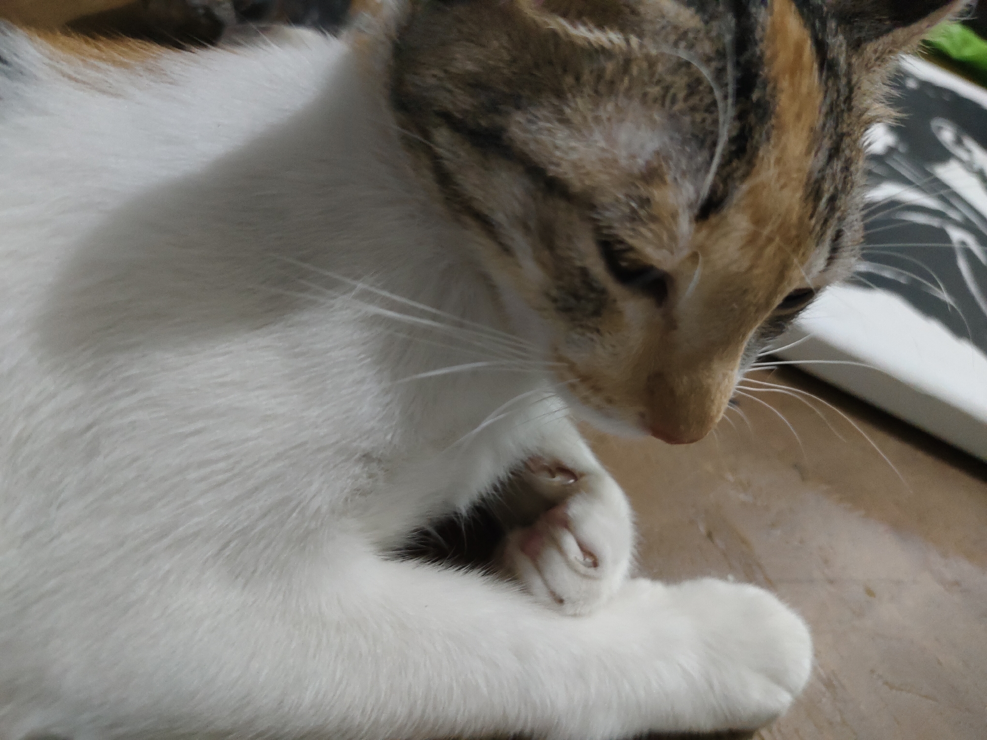 A domestic cat with calico-patterned fur, displaying white, brown, and orange/ginger patches with tabby stripes on its head and back, is depicted resting on a light brown, possibly wooden, floor. The cat is oriented towards the right side of the frame, with its head slightly lowered, looking downwards. Its left front paw is visible, bent at the wrist, with claws subtly extended or visible. A distinct diagonal shadow cuts across the cat's white fur on its chest and extends onto the floor surface. The background is out of focus, revealing a blurred white object with dark, wavy or striped patterns to the upper right. The scene is lit from the upper left, casting the described shadow.