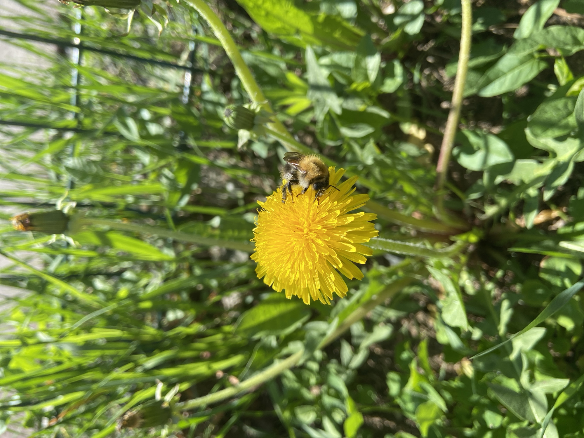 A close-up shows a yellow dandelion flower surrounded by greenery, including grass and dandelion leaves. A bumblebee is positioned on top of the flower. The setting appears to be outdoors in sunlight.
Given the prompt specifying the location of Chaikovsky, Russia, the image was likely taken in or near this city.