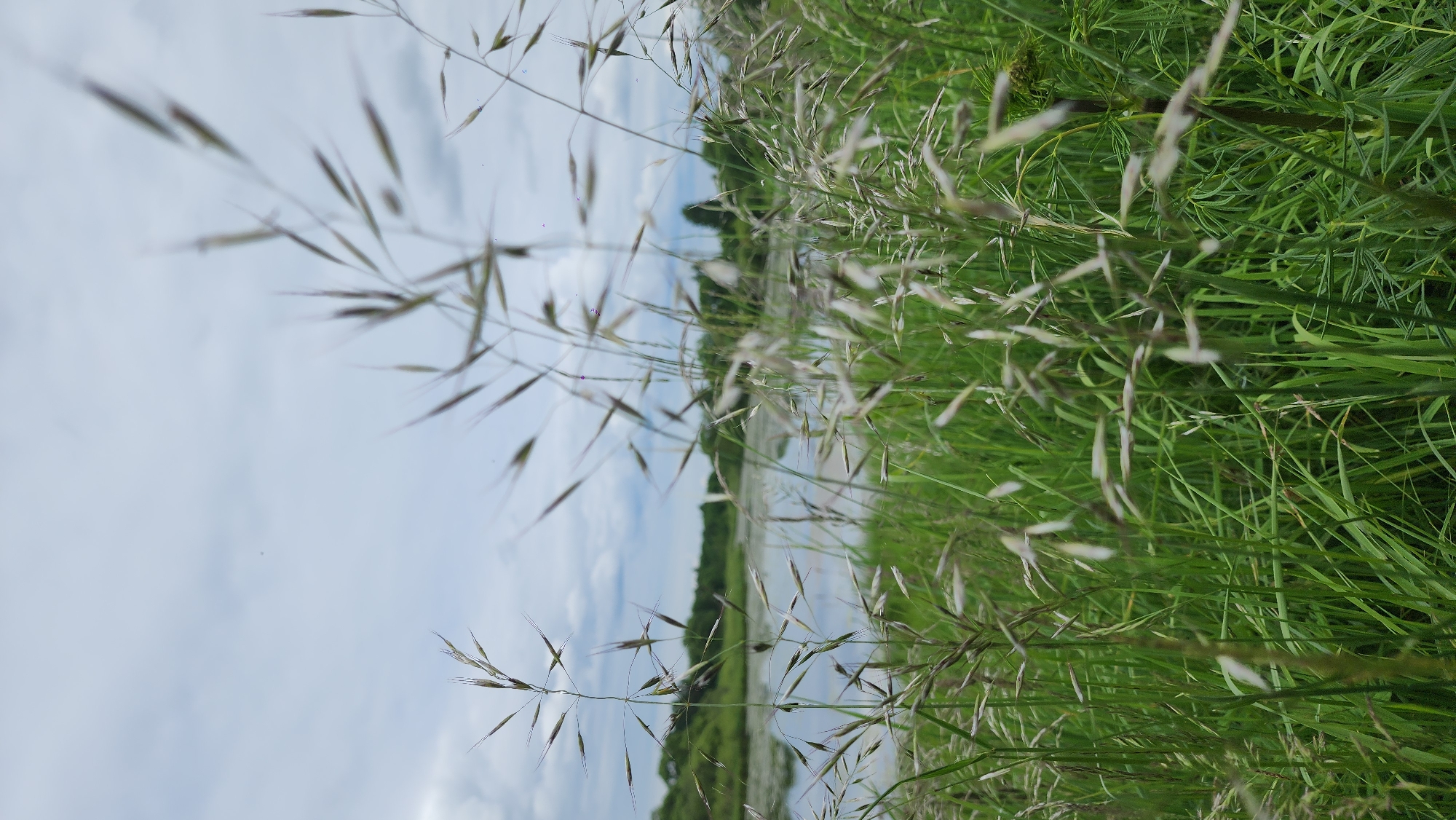 The image displays a serene natural landscape, captured from a low vantage point looking through tall grasses. The scene is dominated by vibrant green foliage and a calm body of water under a partly cloudy sky.
In the immediate foreground, dense green grasses create a lush texture, filling the lower and right sides of the frame. Interspersed within this greenery are numerous slender stalks of a lighter, possibly dried or flowering grass, featuring delicate, elongated seed heads. These foreground elements are slightly out of focus, lending a soft depth to the composition.
Beyond the grasses, a tranquil body of water extends horizontally across the midground, reflecting the light from the sky. On the opposite bank of this water feature, a distant line of green trees forms a verdant backdrop, suggesting a forested or wooded area. Above the treeline, a light blue sky is visible, dotted with soft white clouds, indicating daytime with fair weather.
The overall impression is one of natural tranquility and peace. There are no people, objects, or visible text present. The setting strongly suggests a rural or wilderness area, aligning with the given location context of Glukhovo, Russia.