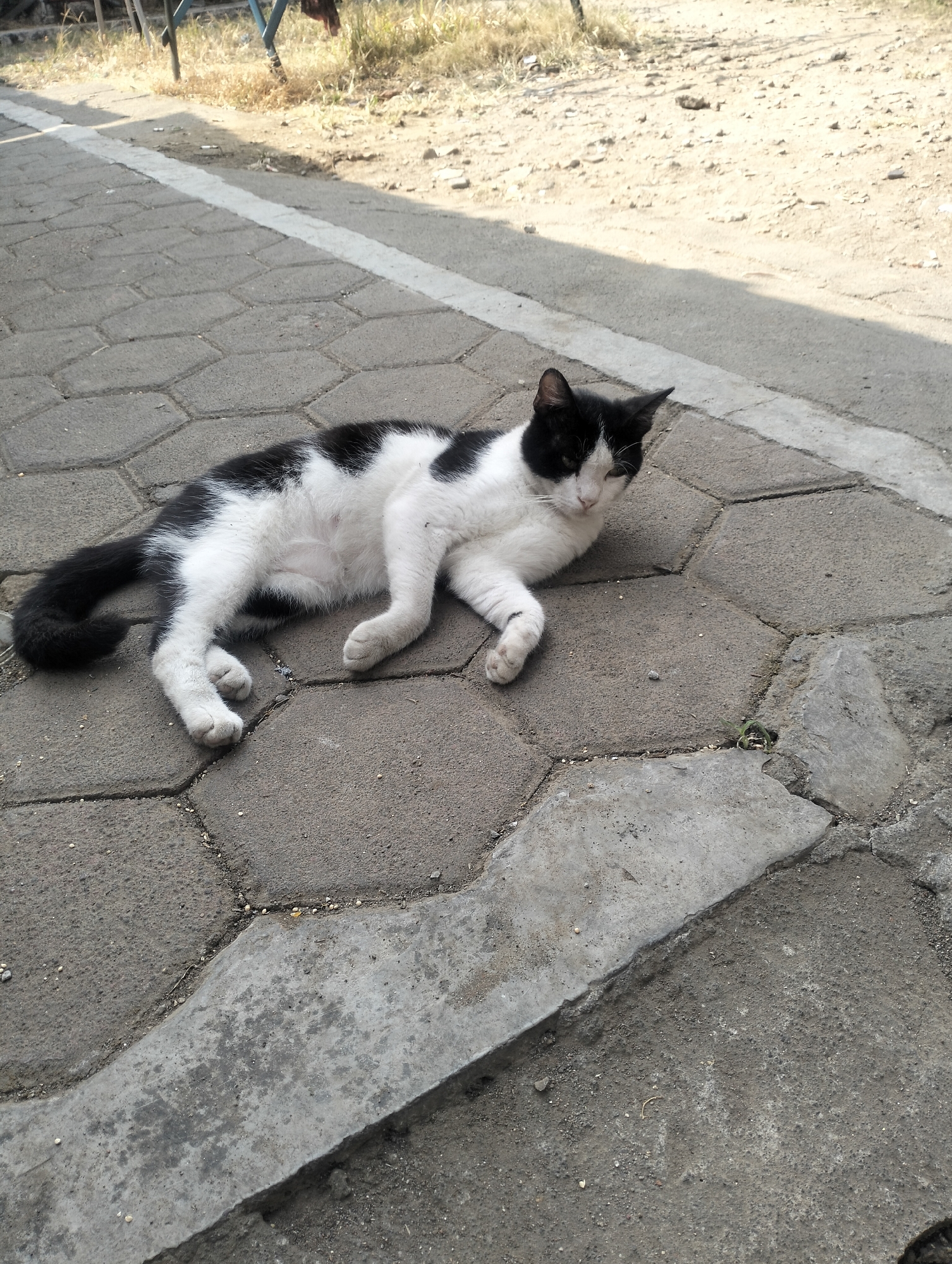 A black and white cat is lying on a hexagonal paved walkway in Magelang, Indonesia. The cat is facing to the right with its eyes partially closed and its ears perked. Its body is extended, with its front paws crossed and its hind legs resting on the pavement. The walkway is bordered by a dirt path and dry grass. In the background, there are some blurry structures and vegetation. The lighting suggests it is daytime, likely sunny.