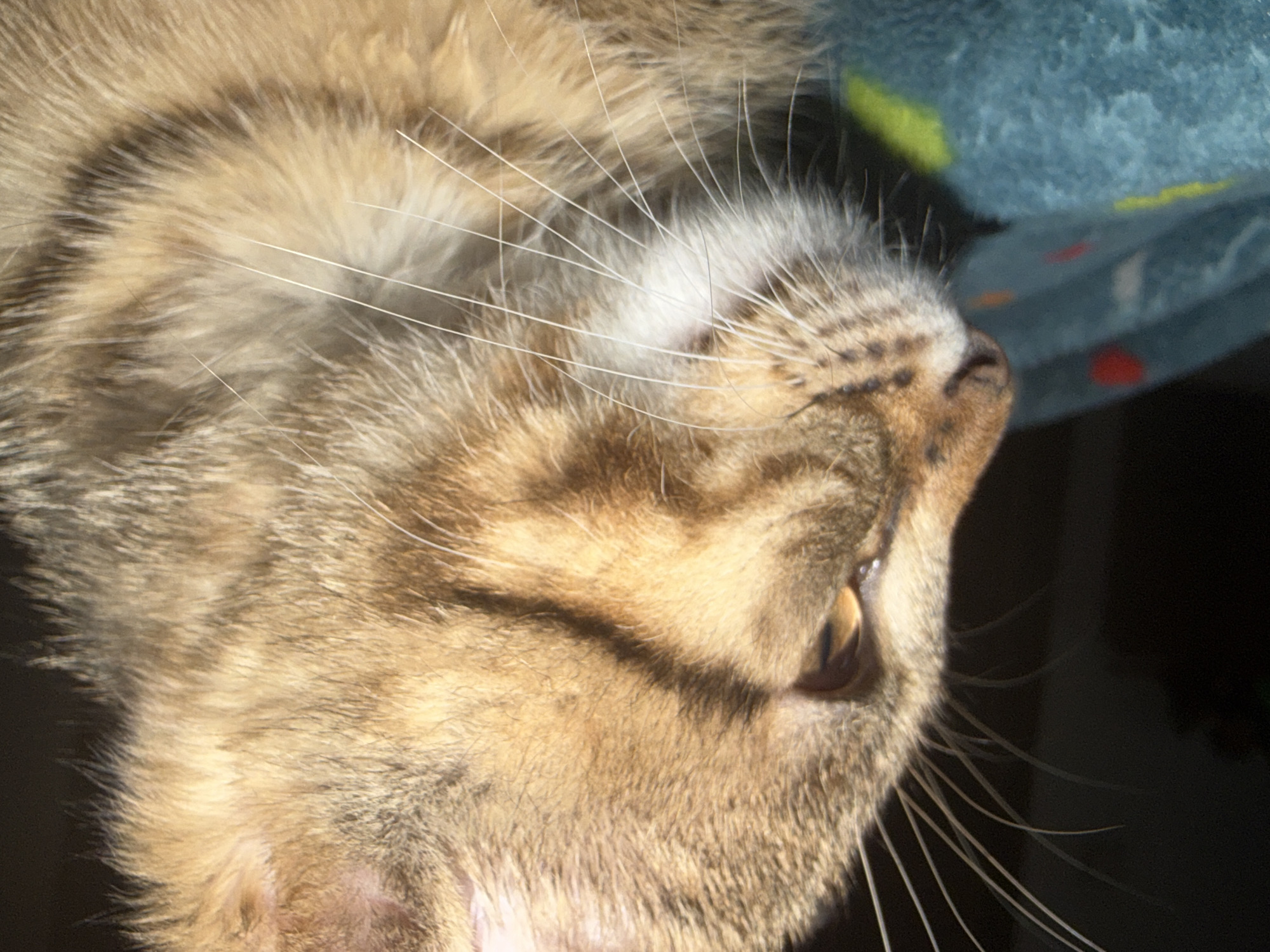 The image is a close-up, side profile shot of a tabby cat's head. The cat has golden eyes and light brown and dark brown fur markings. Its whiskers are prominent and white. The cat appears to be resting on a blue blanket with colorful abstract patterns. The background is dark, creating a stark contrast with the illuminated cat. The image focuses on the cat's face and chest. The location is listed as Unknown, Unknown.