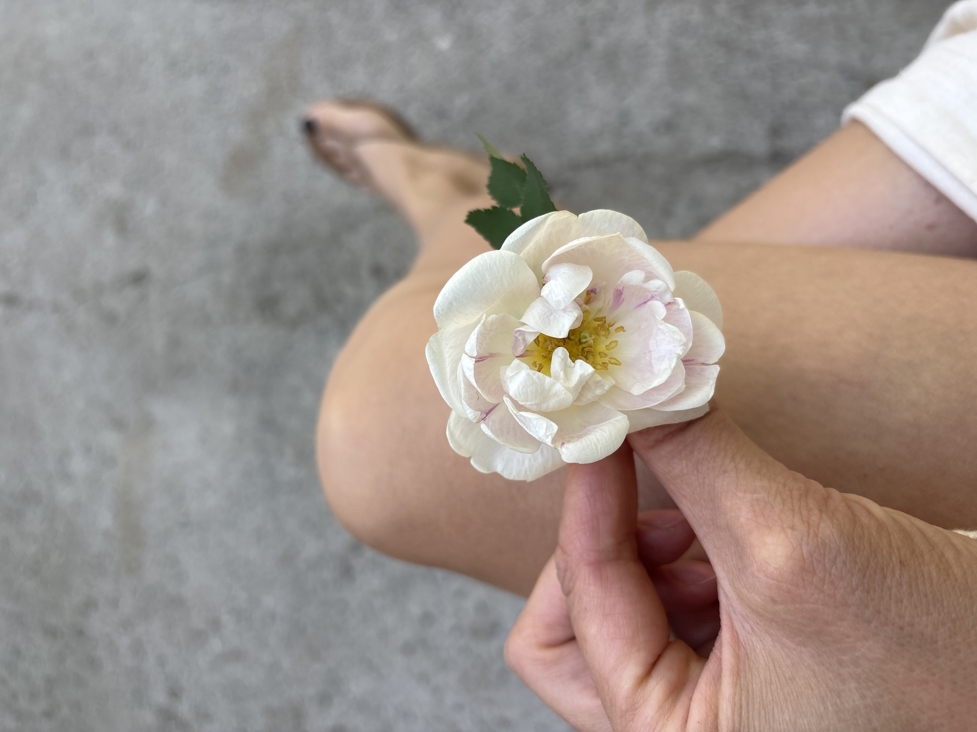A person is holding a pale rose with green leaves in their right hand, seated on a light grey surface, wearing a white short-sleeved garment. The person's leg and foot, with a sandal, are visible in the upper-left area. The surface is textured and appears to be outdoors. This image was likely taken in Chaikovsky, Russia.