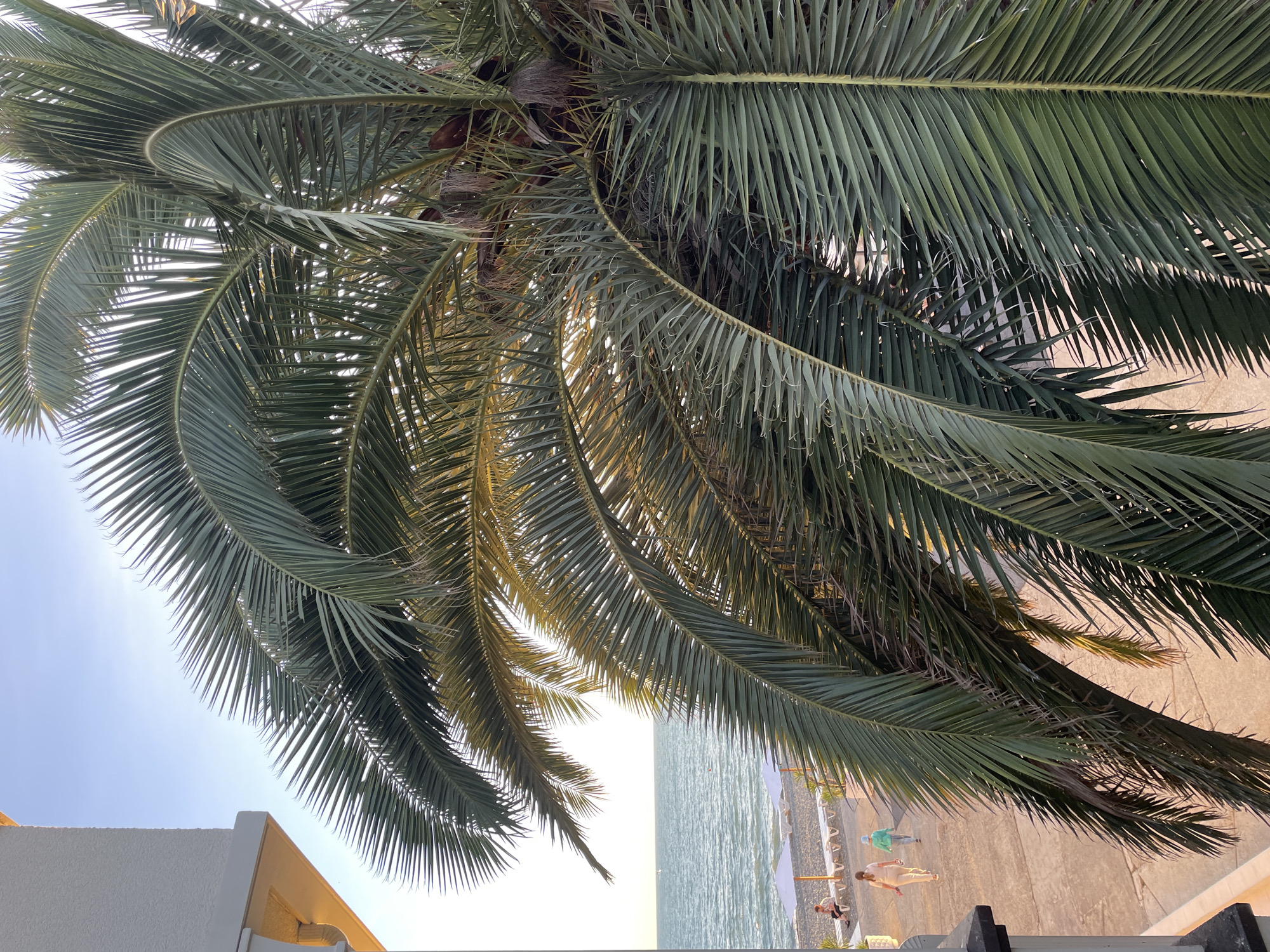 The image captures a scene at the Sochi beach on a clear day, as indicated by the bright sky and the sunlight reflecting off the water. A large palm tree dominates the foreground, its fronds obscuring parts of the view. Beyond the palm tree, the Black Sea stretches out, its surface rippling with gentle waves. The beach itself is visible, with rows of lounge chairs and umbrellas set up for sunbathers. Two people are walking along the paved promenade adjacent to the beach. One person is wearing a light-colored outfit and the other a greenish top, both walking away from the camera. To the left, a portion of a building's exterior, possibly a hotel or apartment complex, is visible, with a white textured wall and a decorative cornice. The overall impression is a serene coastal resort setting in Sochi, Russia, bathed in the warm glow of late afternoon sun.