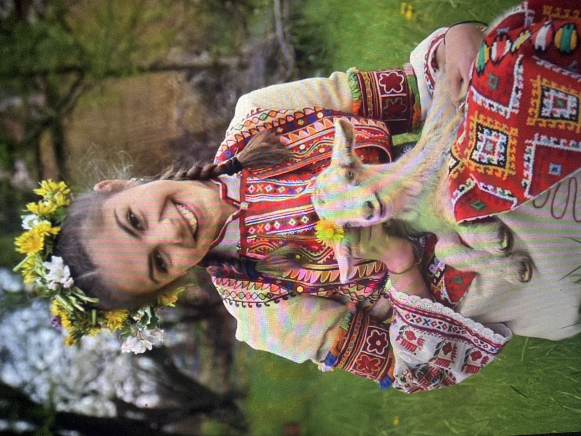 A young female subject, appearing to be in her late teens or early twenties, is depicted outdoors in a pastoral setting within Shumen, Bulgaria. She has dark hair, styled in two braids, and wears a wreath of yellow dandelions and white flowers on her head. She is looking directly at the viewer with an open-mouthed smile.
She is dressed in traditional Bulgarian folk attire, consisting of a white long-sleeved blouse with intricate multi-colored embroidery in red, orange, blue, and black patterns on the sleeves and cuffs. Over the blouse, she wears a vest or outer garment adorned with similar vibrant geometric and linear embroidery. A prominently patterned red textile, featuring white, yellow, green, and black geometric motifs, is draped over her lap.
The subject is holding a small, light-colored baby goat (kid) against her body, supported by her hands and the draped textile. The goat has light-colored fur with subtle stripe-like markings and is also looking towards the viewer with a slight open-mouthed expression. The female is presenting a single yellow dandelion flower near the goat's muzzle.
The background is a soft-focus blur of green grass and trees, some of which exhibit white blossoms, suggesting a spring season. The scene is illuminated by natural light.