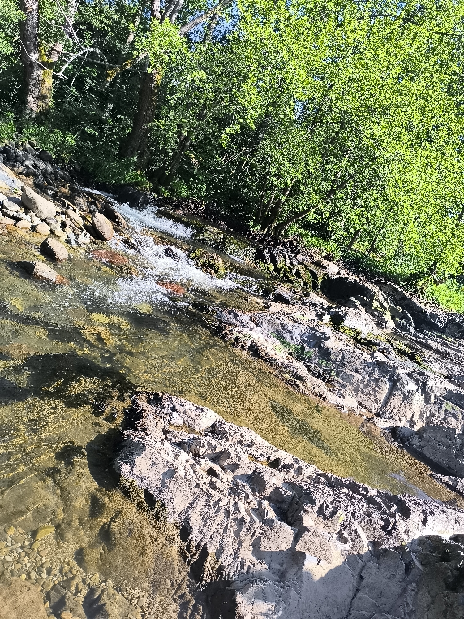 The image displays a natural outdoor scene of a rocky stream or small river located in Dolni Lom, Bulgaria. The water body flows diagonally from the upper left to the lower right of the frame, characterized by clear, shallow water revealing a bed composed of various sized pebbles and submerged rocks. Patches of white froth and ripples are visible where the water flows over obstacles, indicating current. The left bank of the stream consists of rounded stones and gravel, transitioning into dense green vegetation and visible tree trunks in the upper left. The right bank features prominent, layered rock formations of varying textures and shades of gray and brown, with some sections showing green moss or algae growth. A dense canopy of vibrant green foliage from trees and undergrowth occupies the background and upper right portion of the image. The scene is illuminated by strong natural sunlight, creating distinct shadows on the rocks and the riverbed. No human figures, animals, or man-made objects are present in the frame.