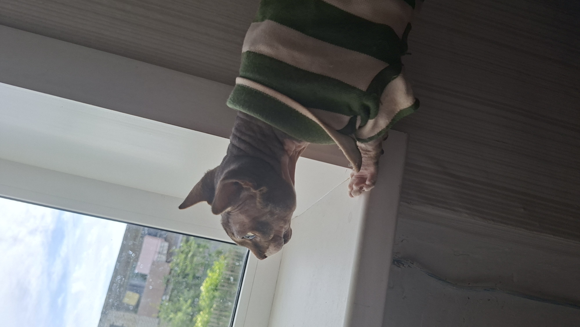 A sphynx cat, wearing a green and white striped sweater, sits on a windowsill and looks out a window at buildings and trees. The cat's fur is wrinkled and its ears are pointed. The window is open, and there are streaks of condensation on the glass. The cat's paws are visible on the windowsill, and its body is partially covered by the sweater. The wall behind the cat is textured and painted a light color. The overall scene suggests a domestic setting.