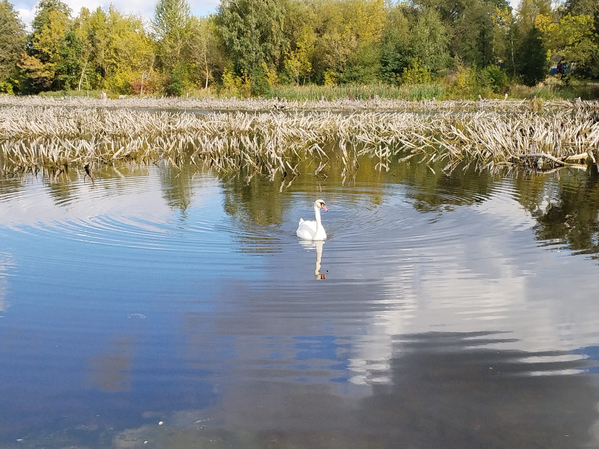 A single white swan swims in the calm water of a lake, creating ripples that spread outwards. The swan is positioned in the lower-middle section of the frame, facing towards the right of the image. Its neck is slightly curved, and its beak is dipped into the water. The water reflects the sky and the surrounding vegetation, creating a mirrored effect. In the background, a dense line of trees with autumn foliage forms the horizon, with some dead or dry reeds visible in the foreground water. The sky above is partly cloudy, with white clouds reflected in the water. There are no people or buildings visible in this natural setting, which appears to be a park or a nature reserve.