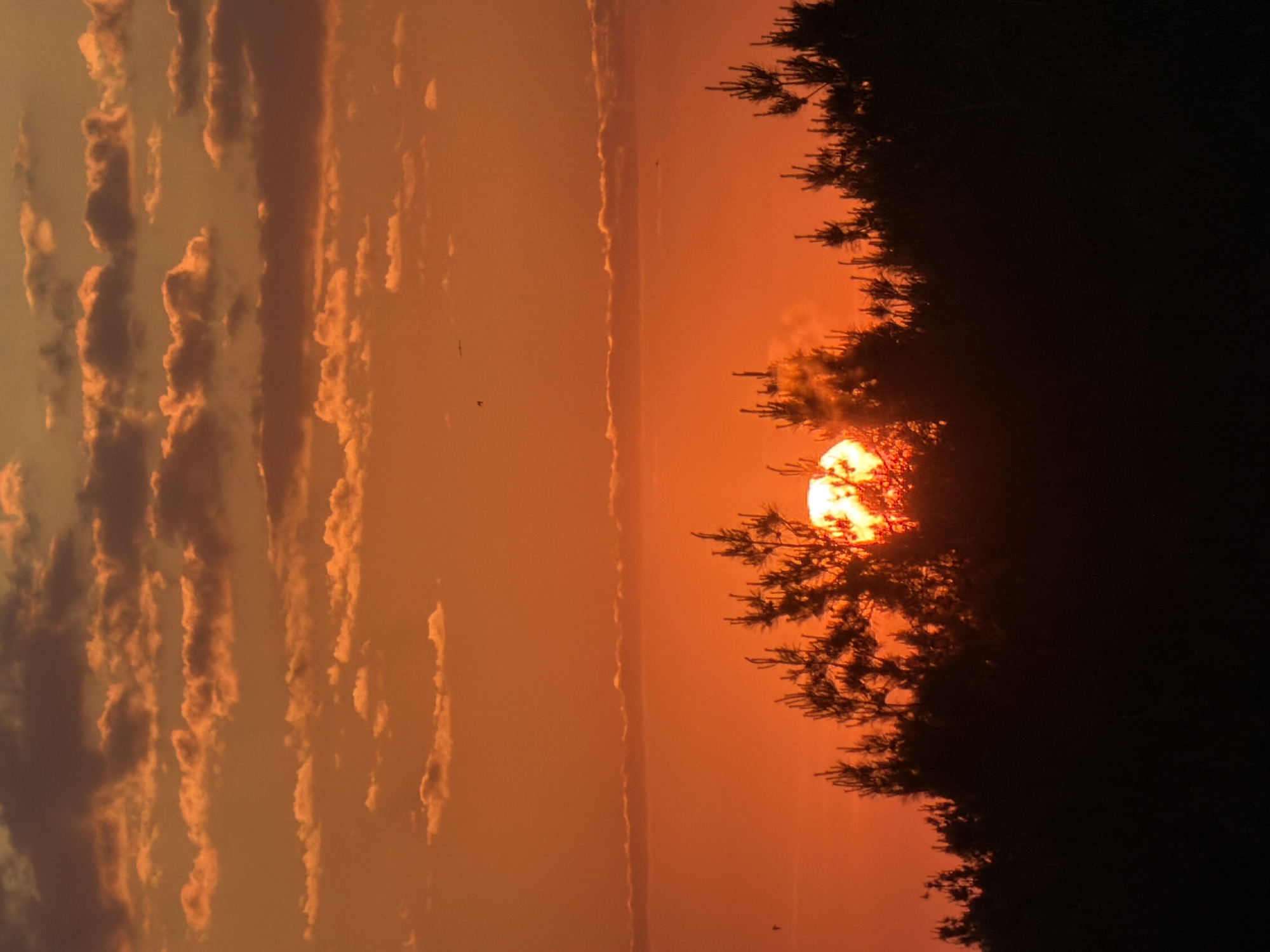 The image depicts a sunset with an orange sky and wispy clouds. A dark silhouette of trees is on the right side, with the sun partially obscured behind them. The scene appears to be outdoors, possibly near a body of water or open area, based on the expansive sky. The location is Chaikovsky, Russia.