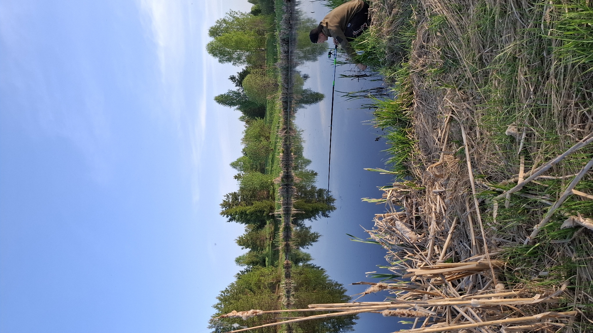 The image displays a serene outdoor scene, showing a person engaged in fishing by a tranquil body of water under a clear blue sky. The composition is oriented vertically, with the sky occupying the upper left, followed by a distant treeline and its reflections in the water, and then the reedy bank in the foreground.
In the upper right section, a person, appearing male, is leaning forward towards the water. He wears a dark cap, a drab olive-green jacket or hoodie, and dark shorts with some indistinct white text or a logo on the left leg. He holds a green and black fishing rod, directing it into the calm water. His posture suggests focused attention on his fishing activity, possibly handling a line or bait.
The body of water, likely a river or canal, is exceptionally still, creating a perfect mirror-like surface that vividly reflects the lush green trees on the opposite bank. The treeline is dense, featuring various types of trees with vibrant green foliage. A faint line, possibly part of the fishing setup, is visible across the water.
The near bank, closest to the viewer, is covered with a mix of dried reeds, branches, and fresh green grass, suggesting a natural, untamed environment. Some cat-tail plants are also visible among the dry vegetation near the water's edge. The sky above is a bright, clear blue with a few subtle white clouds, indicating pleasant weather. The overall atmosphere is peaceful and calm, suggesting a quiet daytime activity. The location is Шешурга, Russia.