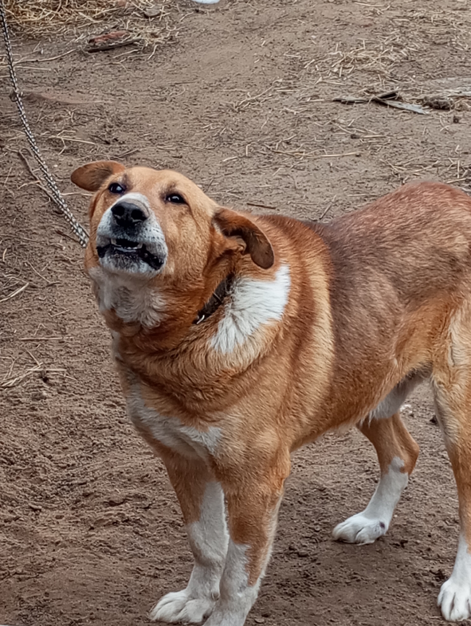 A medium-sized, tan and white dog stands on a dirt surface. The dog wears a collar and is leashed with a metal chain visible in the upper left of the frame. It appears to be looking upward and slightly to the left, with its mouth open, exposing its teeth. The background is blurred and indistinct, but appears to be more dirt and some dried vegetation. The location is likely Буренка, Russia.