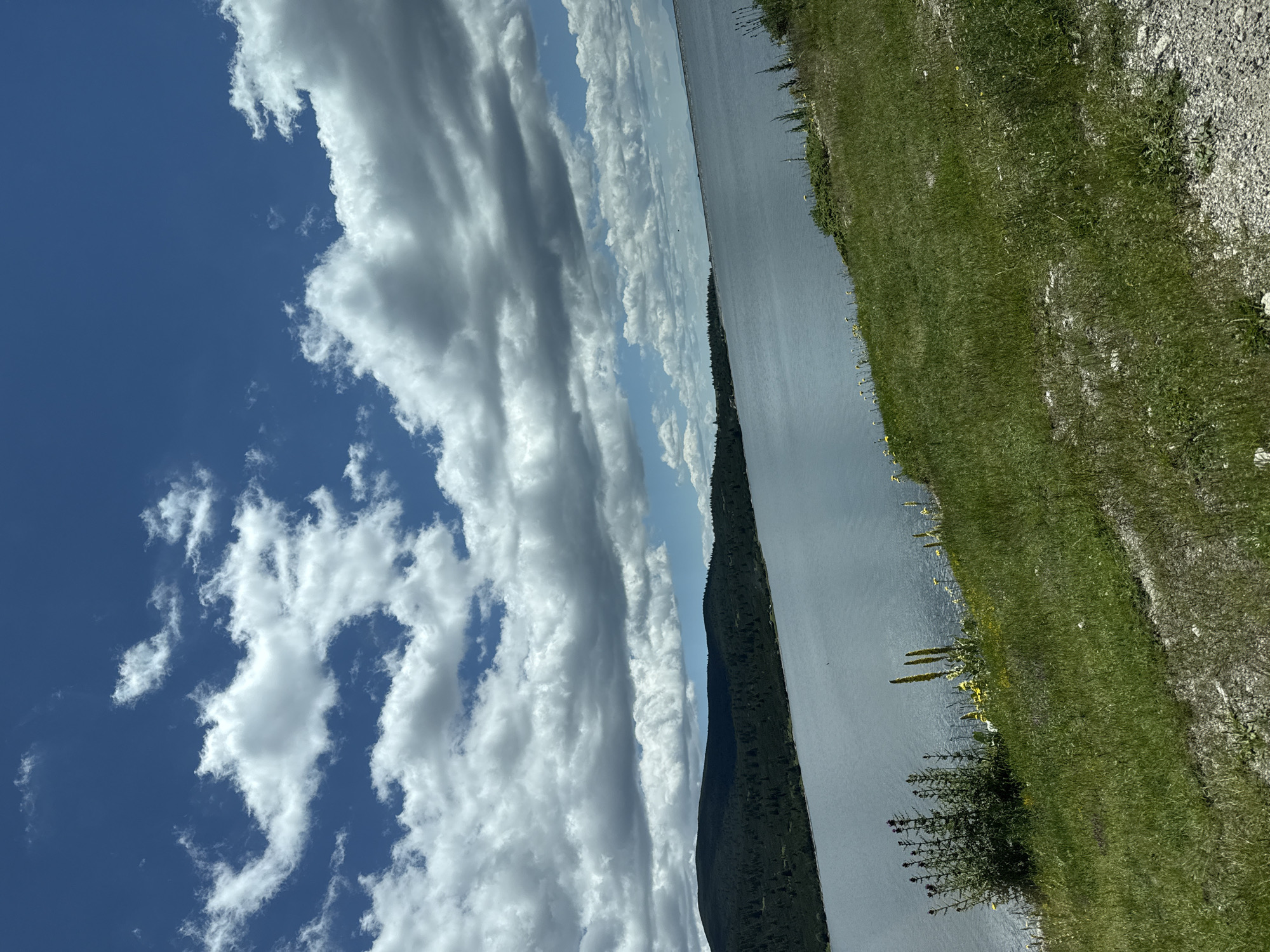 The image depicts a wide, calm body of water, likely a lake or reservoir, stretching towards the horizon under a partly cloudy sky. The water's surface reflects the light blue of the sky, interspersed with the shadows of the clouds. To the left, a densely forested hillside slopes down to the water's edge, its dark green foliage a stark contrast to the lighter tones of the water and sky. The foreground is a grassy slope, dotted with wildflowers, including some taller yellow blooms and a cluster of dark purple thistles. The overall impression is one of a serene, natural landscape, possibly a rural or mountainous area. There are no people or man-made structures visible in the image, and no discernible actions or interactions are taking place. The scene is static and peaceful.
