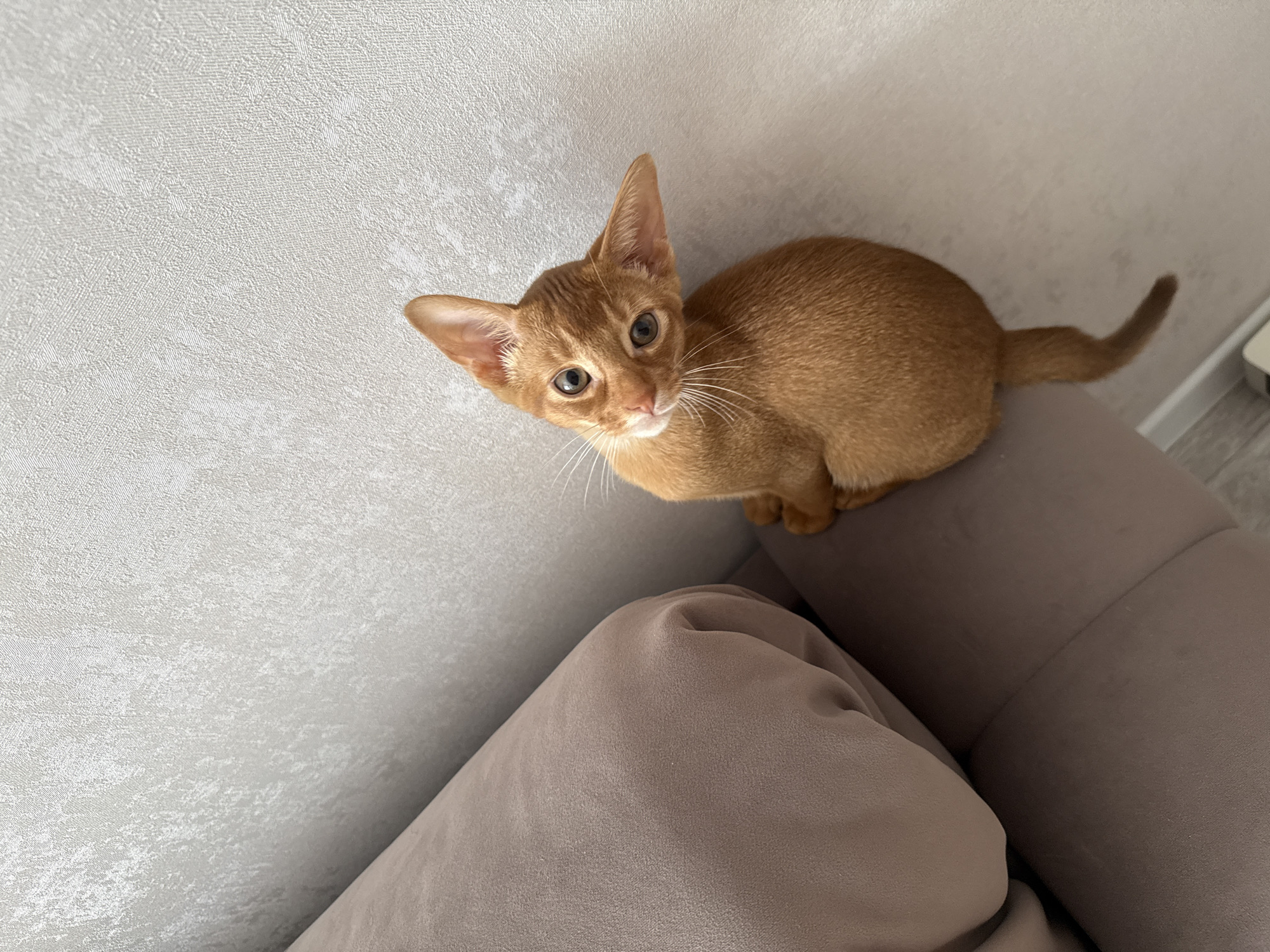 A ginger cat is perched on a brown sofa next to a light-colored textured wall. The cat is looking up at the camera with its head tilted and its ears perked. The image is taken from a high angle. The scene is indoors and appears to be in a domestic setting. There is no information about the location in Stary Oskol, Russia.