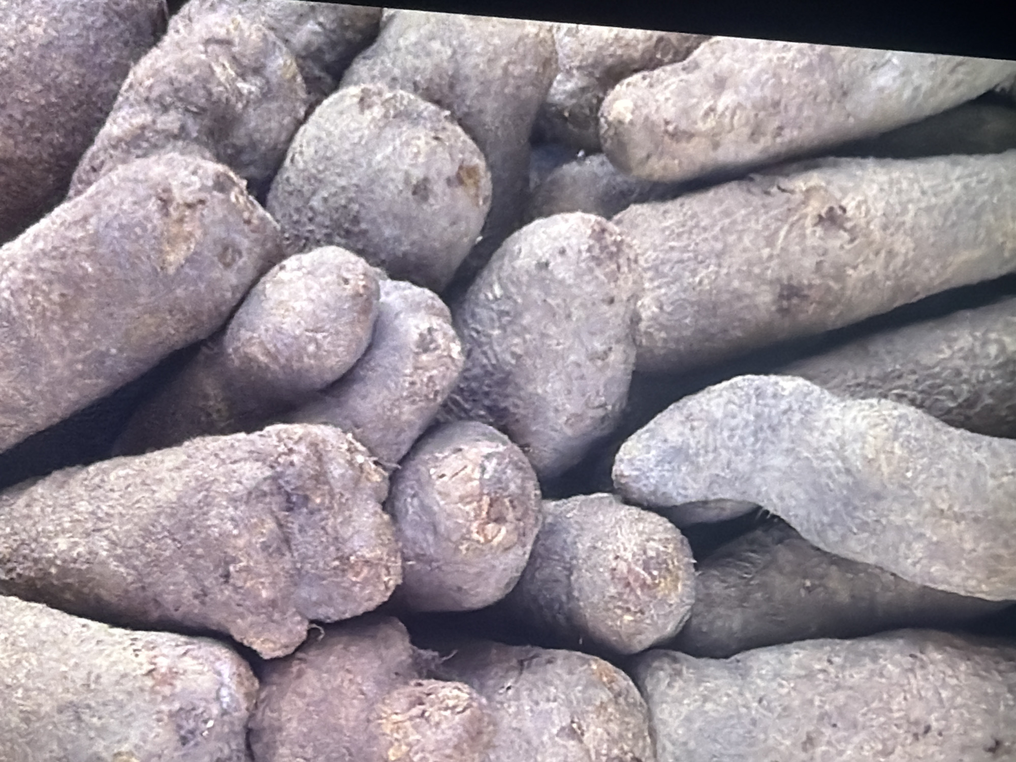 A close-up, overhead, slightly tilted shot captures a dense pile of harvested root vegetables, likely yams or similar tubers, which are predominantly earthy brown and grey in color. The texture of the vegetables is rough and bumpy, with visible irregularities, suggesting they are unpeeled and fresh from the ground. The lighting is somewhat dim, creating soft shadows that emphasize the rounded and elongated shapes of the tubers, which are packed tightly together, obscuring any clear background. The context of Bukuru, Nigeria, implies this scene depicts agricultural produce within a local market or farm setting. There are no people or specific actions visible; the focus is entirely on the texture and arrangement of the vegetables.