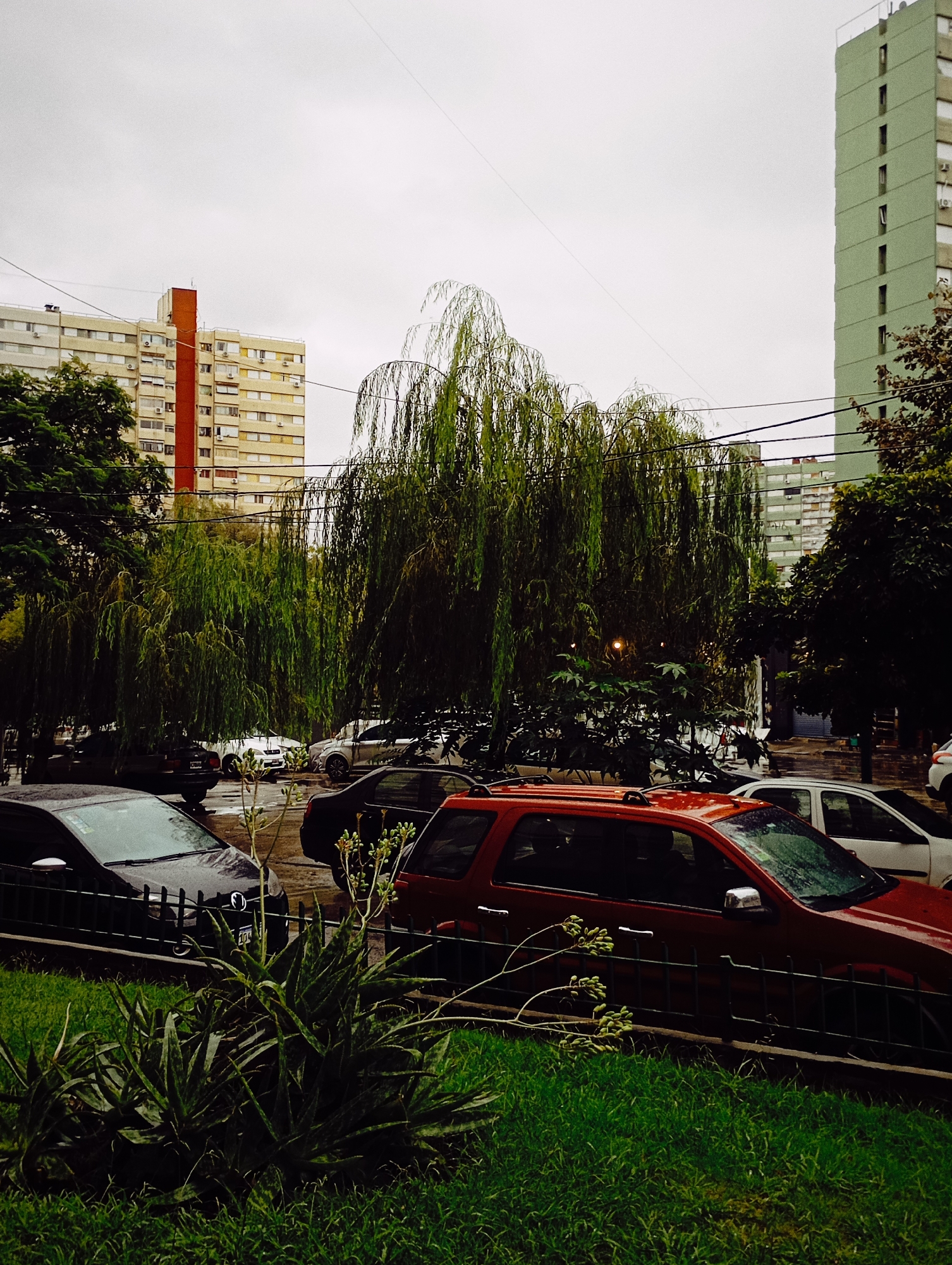 The image depicts a street scene in Buenos Aires, Argentina, on an overcast day. In the foreground is a patch of green grass and a spiky succulent plant. Behind the plants is a low, dark metal fence, separating the foreground from the street. On the street are several parked cars including a dark-colored sedan, a red SUV, and a white sedan. Behind the cars, there are tall weeping willow trees. In the background, there are several high-rise apartment buildings. The building on the left is beige with a red vertical section. The building on the right is a pale green. Power lines stretch across the sky.