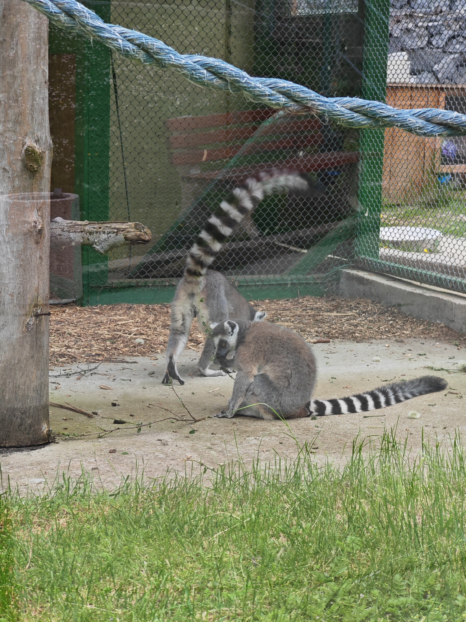 The image shows two ring-tailed lemurs inside an enclosure, likely at a zoo. One lemur is seated in the foreground with its striped tail extended, while the other lemur is in the background, standing on its hind legs. The enclosure has a dirt and concrete floor with some scattered branches and wood chips. The enclosure is surrounded by a chain-link fence and what appears to be a wooden structure in the background. A thick blue rope runs across the top of the frame. In the foreground, there is a patch of green grass.
The location is Shumen, Bulgaria.