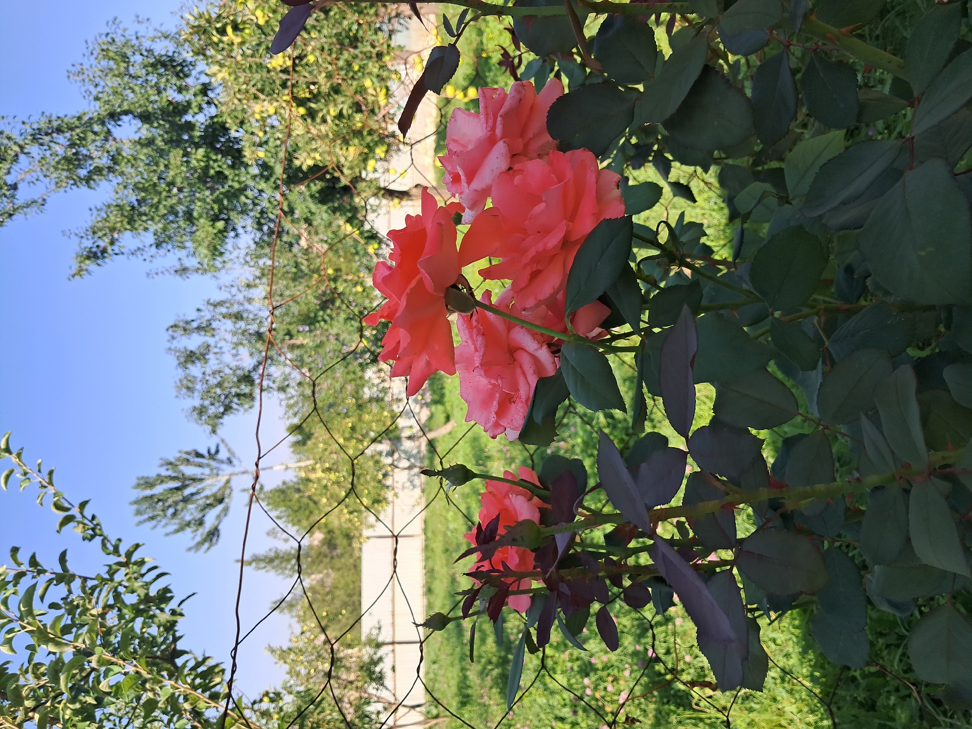 This is a vertical, medium shot photograph of several coral-colored roses in bloom, situated in the foreground of a garden. The roses are clustered together on a bush with dark green leaves and several unopened buds. In the background, a wire fence runs horizontally across the frame, partially obscuring a green lawn and a white fence. Beyond the fences, trees with green and yellow foliage are visible under a clear blue sky. The image appears to have been taken in an outdoor setting.