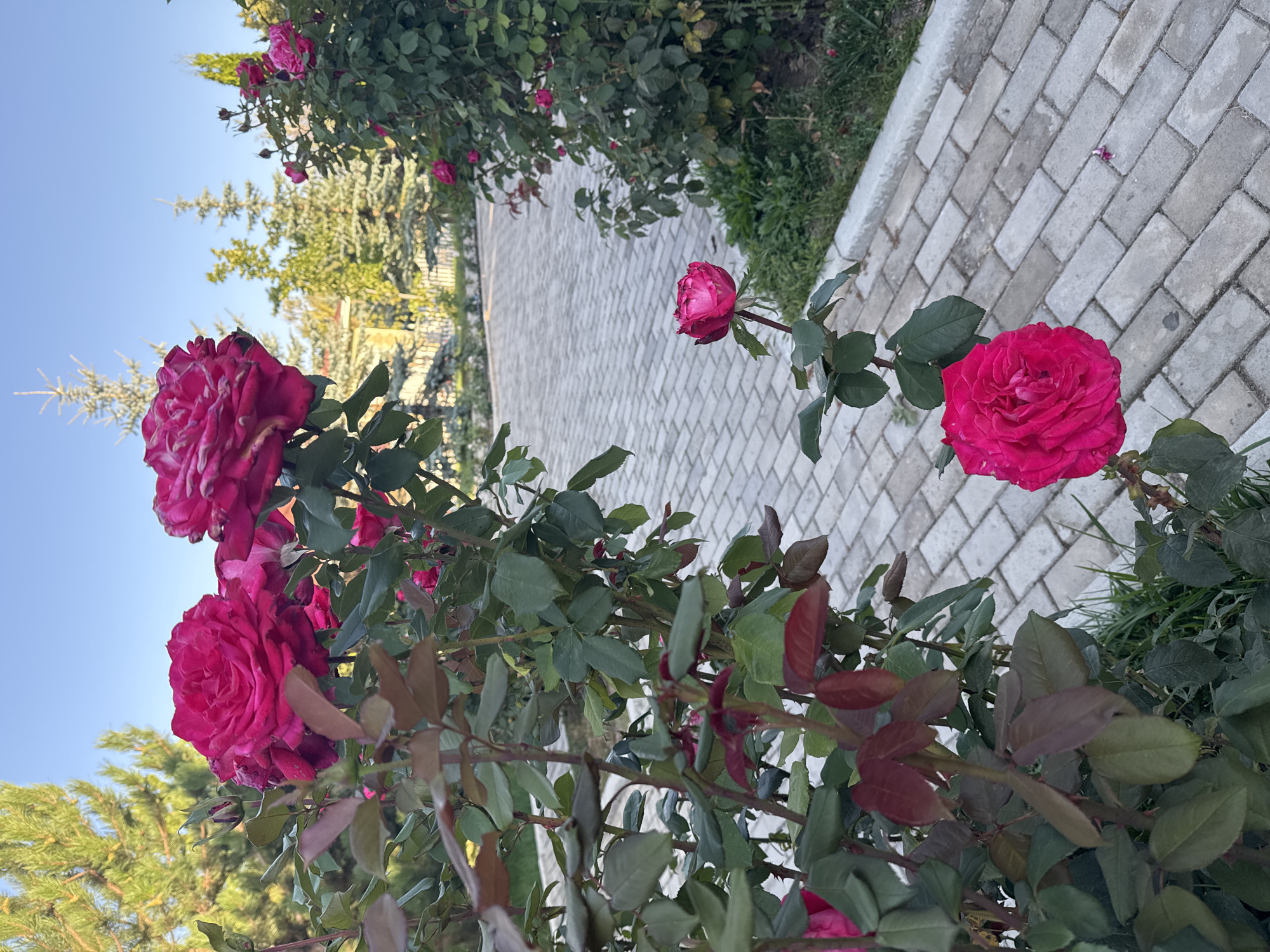 In Sary-Oy, Kyrgyzstan, this image captures a close-up view of vibrant magenta roses in a garden setting. The roses are the central subject, with several blooms and buds prominently displayed. The foreground is dominated by a rose bush with lush green leaves and stems, some bearing a reddish hue. A paved walkway, constructed from interlocking gray bricks, extends diagonally across the mid-ground and background. The walkway is bordered by grass and more greenery. In the distance, several coniferous trees and a building are visible under a clear blue sky. The lighting suggests it is either early morning or late afternoon, casting soft shadows. There are no people or animals present in the scene.