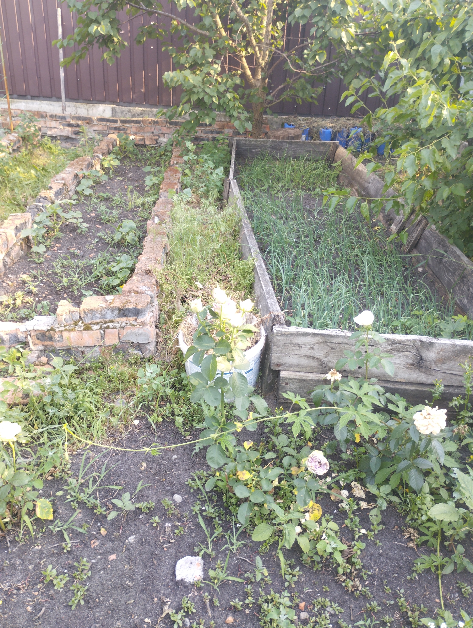 A garden scene in Horenka, Ukraine, shows two raised garden beds. The bed on the left is bordered by bricks and contains young plants. The bed on the right is bordered by wooden planks and is filled with green, leafy plants, possibly onions. In the foreground, a white rose bush with several blooms and buds is visible, along with other greenery and a white bucket. Behind the garden beds, a brown wooden fence and trees with green leaves are present. The lighting suggests it is daytime, possibly late afternoon given the warm tones. The overall impression is one of a cultivated, yet somewhat wild, outdoor space. There is no visible text in the image.