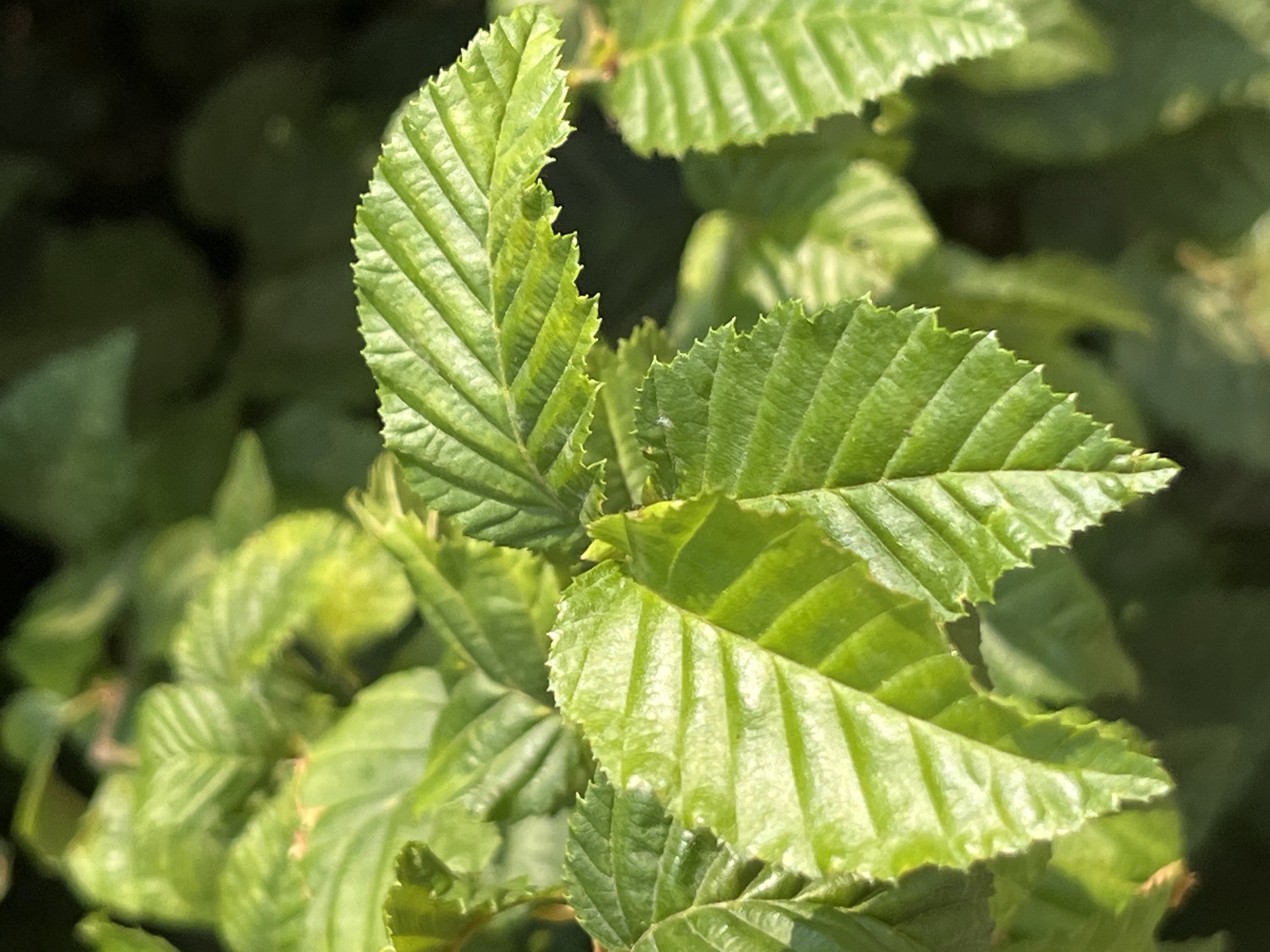 This is a close-up photograph of green leaves with serrated edges. The leaves are arranged in clusters, with some in sharp focus and others blurred in the background. Sunlight is illuminating the leaves, creating highlights and shadows that emphasize their veined texture. The overall impression is of lush foliage in an outdoor setting, likely a garden or park. The photograph was taken in Saint Vith, Belgium.