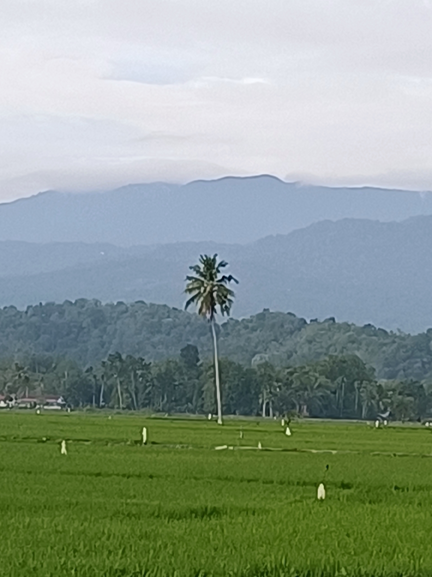 The image depicts a rural landscape in Kampung Jumpa, Indonesia. The foreground is a lush green rice paddy field, dotted with several white stakes or scarecrows. A single tall coconut palm tree stands prominently in the middle ground. Behind the rice field, a dense forest of various trees covers the lower slopes of rolling hills. In the distance, several layers of blue-hazed mountains rise against a pale, cloudy sky. The overall scene suggests a serene, agricultural environment with a focus on natural landscapes.