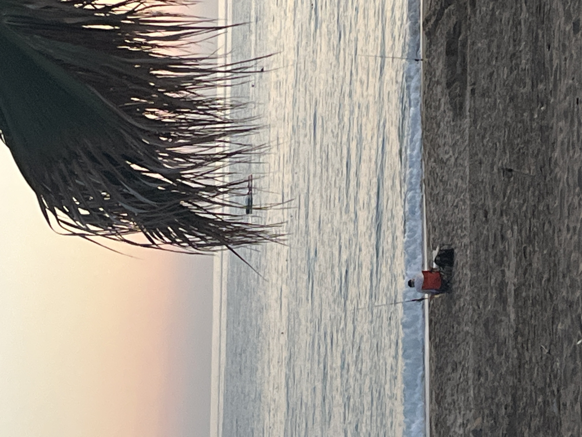 The image shows a beach scene, likely in Alanya, Turkey. A palm frond dominates the left foreground, partially obscuring a pale sky transitioning to the sea. The ocean stretches horizontally, with visible ripples on the water's surface. Along the shoreline, a person wearing an orange shirt and dark pants is fishing. Fishing rods are visible, extending out into the water. The beach itself is dark sand. In the distance, there are a few windsurfers in the ocean.