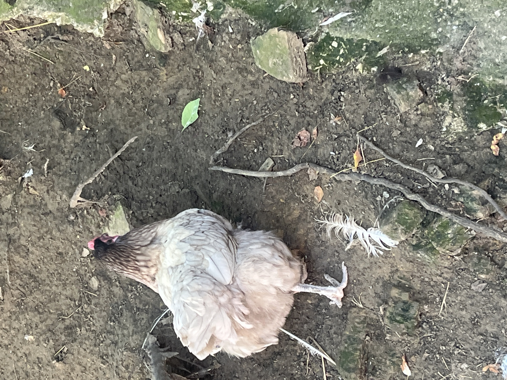 A hen stands on dark, muddy ground scattered with small twigs, fallen leaves, and a few white feathers. One of the hen's legs is visible, with its foot resting on the ground. The hen's body is fluffy and light-colored, with darker markings on its neck and head. In the background, a moss-covered rock is visible. The scene appears to be outdoors, possibly in a rural or natural setting. There is no indication of its location in Progress, Russia.