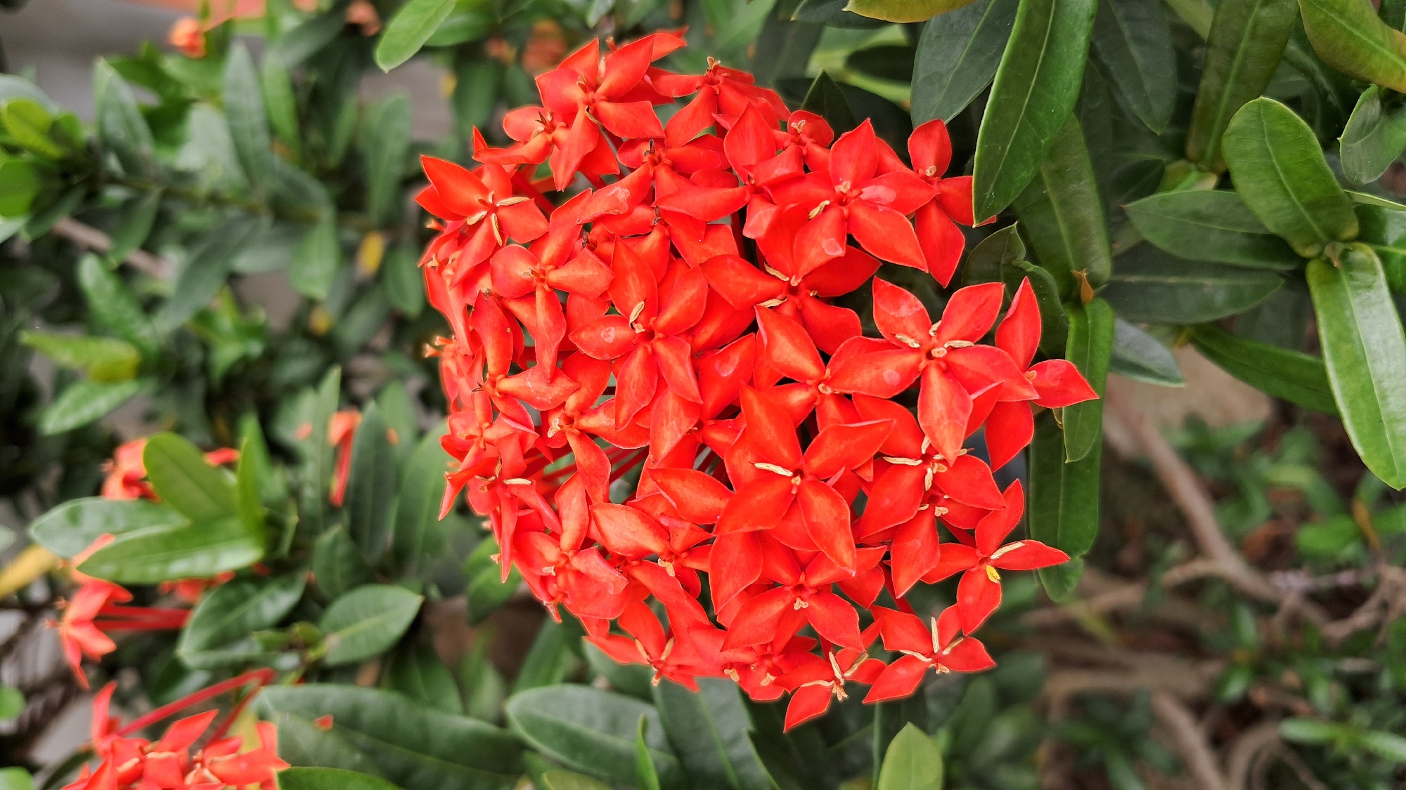 The image features a vibrant cluster of bright red flowers, likely Ixora, prominently displayed in the foreground. Each individual flower is small, typically with four petals and a tiny yellow or white center. The flowers are tightly grouped, forming a dense, rounded inflorescence. Surrounding the main flower cluster and extending into the background are numerous dark green, elongated leaves. The leaves are somewhat glossy and form a rich, verdant backdrop, which is largely out of focus, emphasizing the sharpness and color of the flowers.
No specific activity or event is taking place; the image is a static close-up of a flowering plant.
The notable details include the striking contrast between the vivid red flowers and the deep green foliage. The lighting suggests it is daytime, with natural illumination highlighting the colors and textures of the plant. The focus is sharply on the flower cluster, creating a shallow depth of field that blurs the background elements. There are no specific location cues visible within the image, though the type of plant is common in tropical regions. No text is visible in the media file.