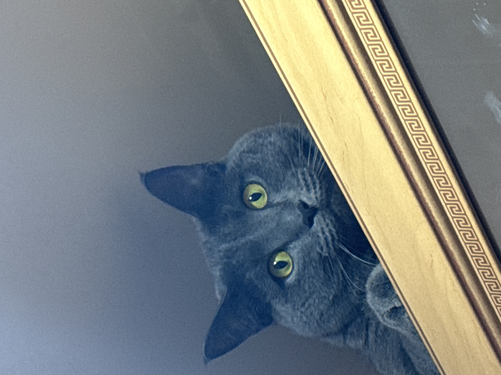 A close-up, low-angle shot captures a grey cat peeking from behind a golden-colored wooden frame. The cat, exhibiting features common to a Russian Blue breed with its characteristic short grey fur, has striking bright yellow-green eyes that are wide and focused, conveying intense curiosity and alertness. Its head is slightly tilted, contributing to a playful or inquisitive expression as it seems to be observing something below or in front of it.
The prominent object to the right is a section of a wooden picture frame. This frame is golden in hue and features an intricately carved or embossed decorative border, specifically a continuous "Greek key" or meander pattern. The background is a plain, soft light grey or muted blue, suggesting an indoor setting, possibly a wall or ceiling.
The activity depicted is the cat playfully or curiously peering over an edge, using the frame as a partial cover. There are no discernible cues for time of day or weather conditions. No text is visible in the image. The overall impression is one of a domestic cat's charming and watchful moment, captured within a home environment in Prikamsky, Russia.