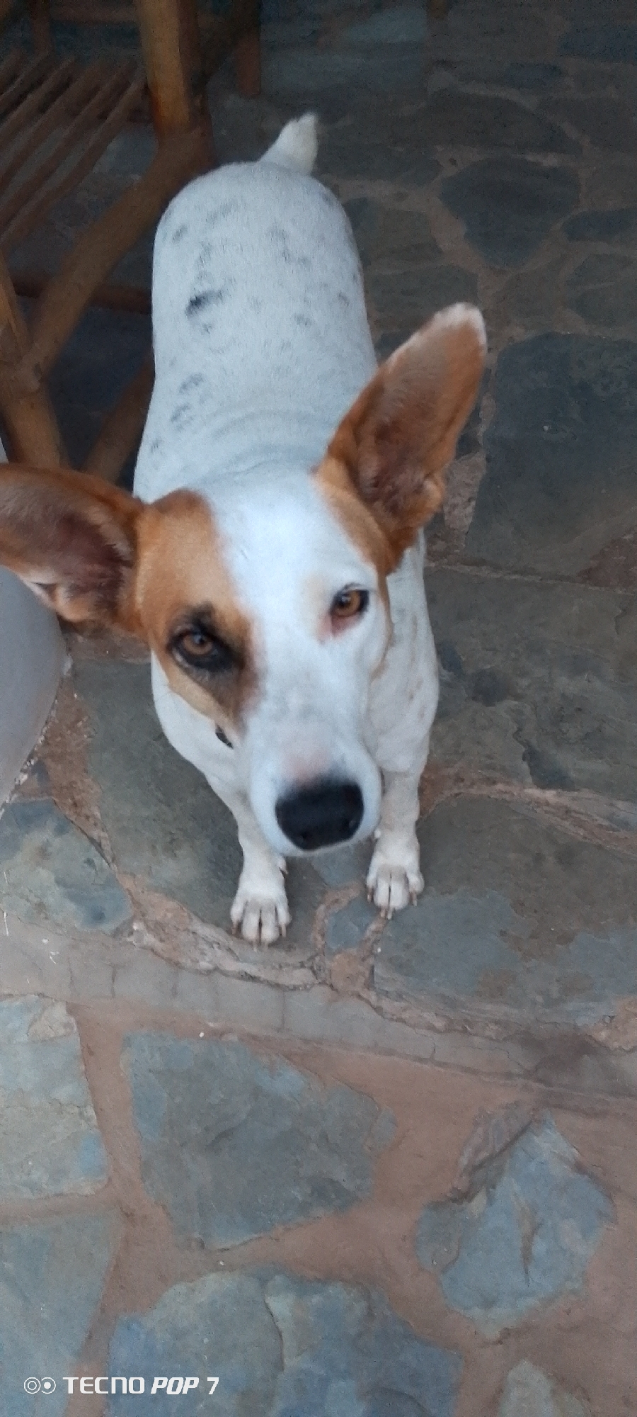 A jack russell terrier dog stands on a stone patio in what appears to be an outdoor setting. The dog is primarily white with tan markings on its head and ears. One eye is dark brown and appears larger and more prominent than the other, which is a lighter brown. The dog's ears are long and droopy. It is looking directly at the camera. Behind the dog, a wooden chair or table leg is visible. The ground is composed of irregular shaped gray stones interspersed with reddish-brown grout. A watermark at the bottom left corner reads "TECNO POP 7". The image appears to be taken in Altagracia, Venezuela.