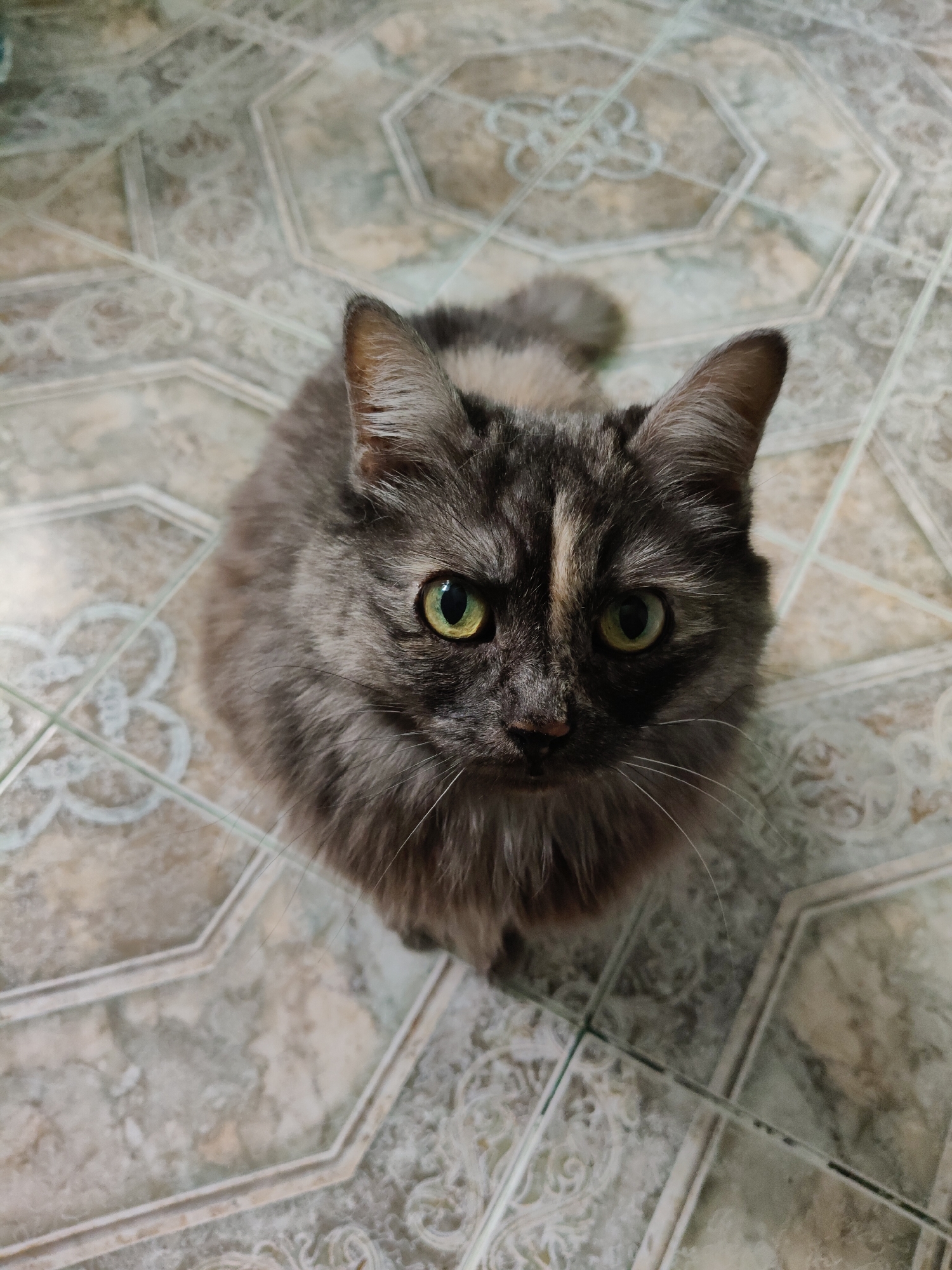 A long-haired tortoiseshell cat with green eyes is sitting on a tiled floor, looking directly at the camera. The cat's fur is a mix of grey, black, and tan patches. The floor tiles are octagonal with a decorative pattern in white and grey. The scene appears to be indoors. The location is the city of Bol'shoye Kozino, Russia.