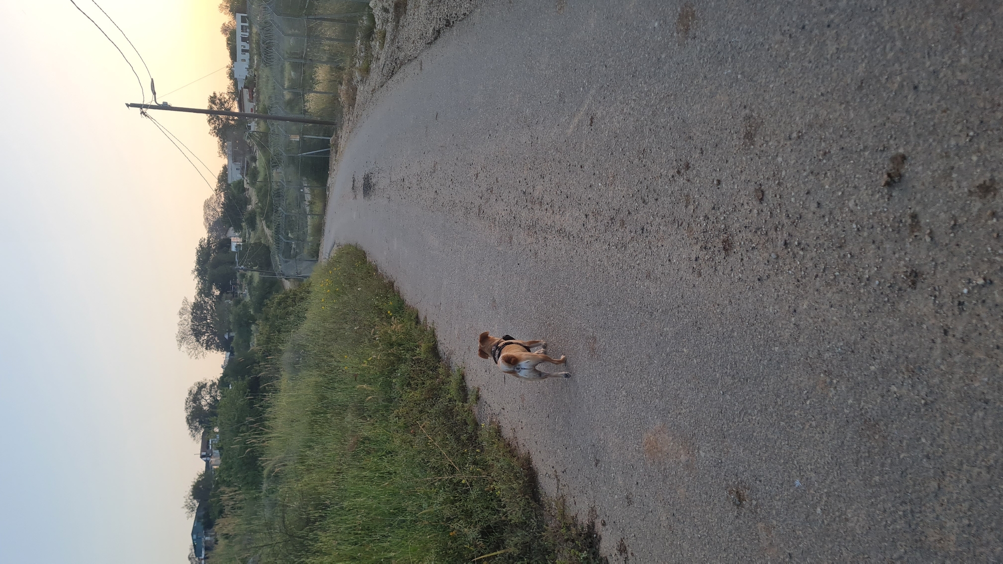The image shows a dog walking on a road in Lachish Regional Council, Israel. The road is asphalt and runs through a rural area with vegetation on the side of the road. In the distance are houses and power lines. The sky is light at sunset.