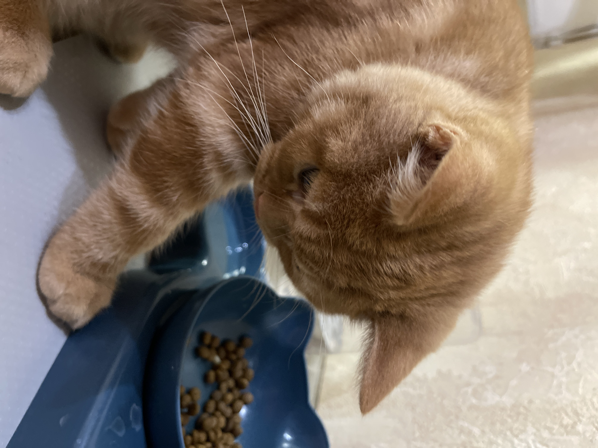 An orange tabby cat is leaning over a blue cat food bowl filled with kibble, its head down as if to eat. The cat's right paw is extended forward. The background consists of a textured, light-colored wall. The scene appears to be indoors, likely in a home in Kommunarka, Russia.
