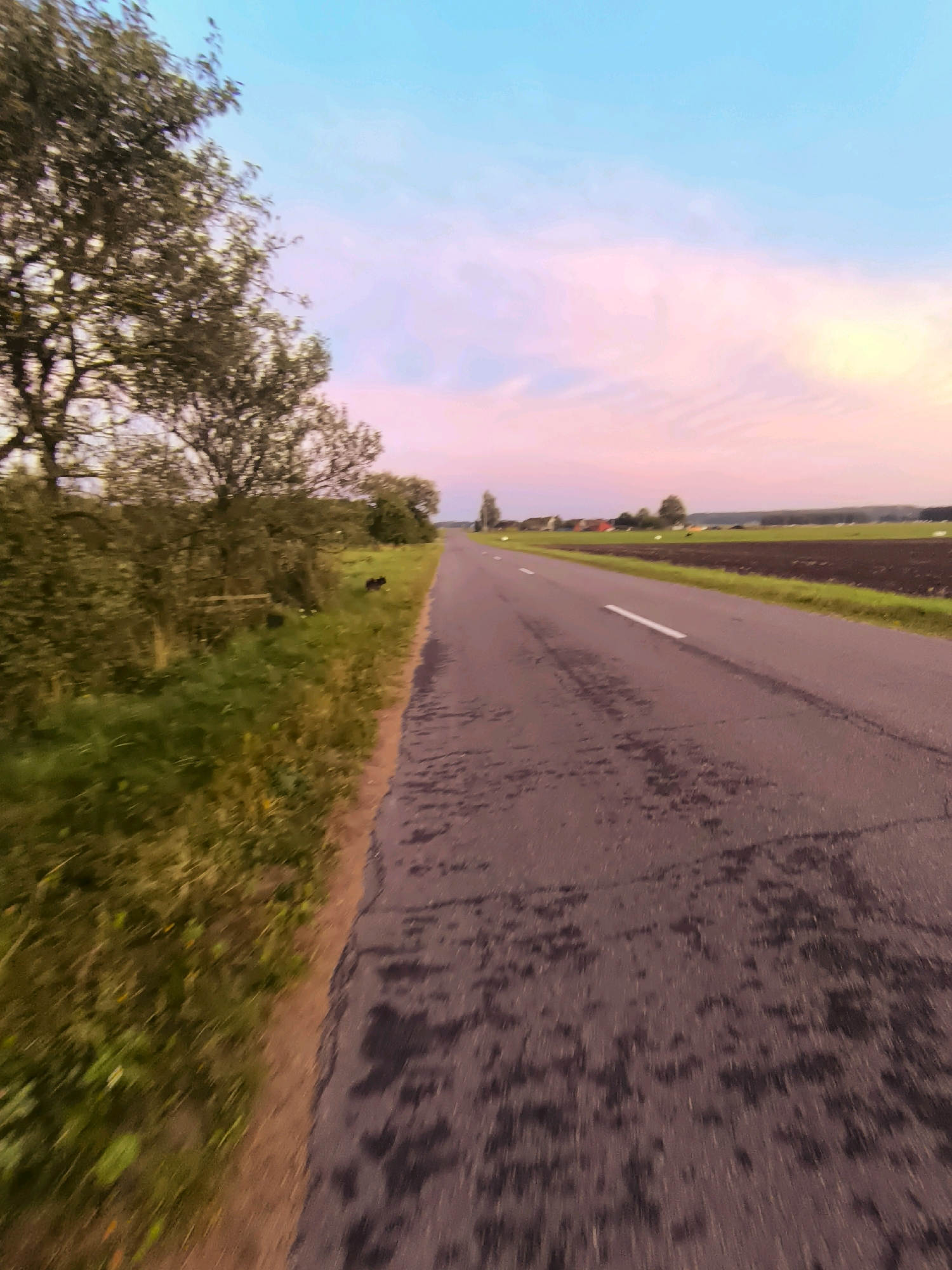 The image depicts a rural road in the Tarnowski Sel’ski Sovet, Belarus, likely during sunset or sunrise. The sky is a gradient of soft pink and blue hues, suggesting twilight. The road itself is asphalt, with visible tire marks and some wet patches. To the left of the road, there is a grassy embankment with a dense patch of trees. Further back, fields and a few scattered buildings can be seen in the distance. The perspective suggests the photo was taken from a moving vehicle, giving a sense of motion blur to the foreground. There are no people visible in the frame, but a dark-colored animal, possibly a dog, is present on the grassy area.