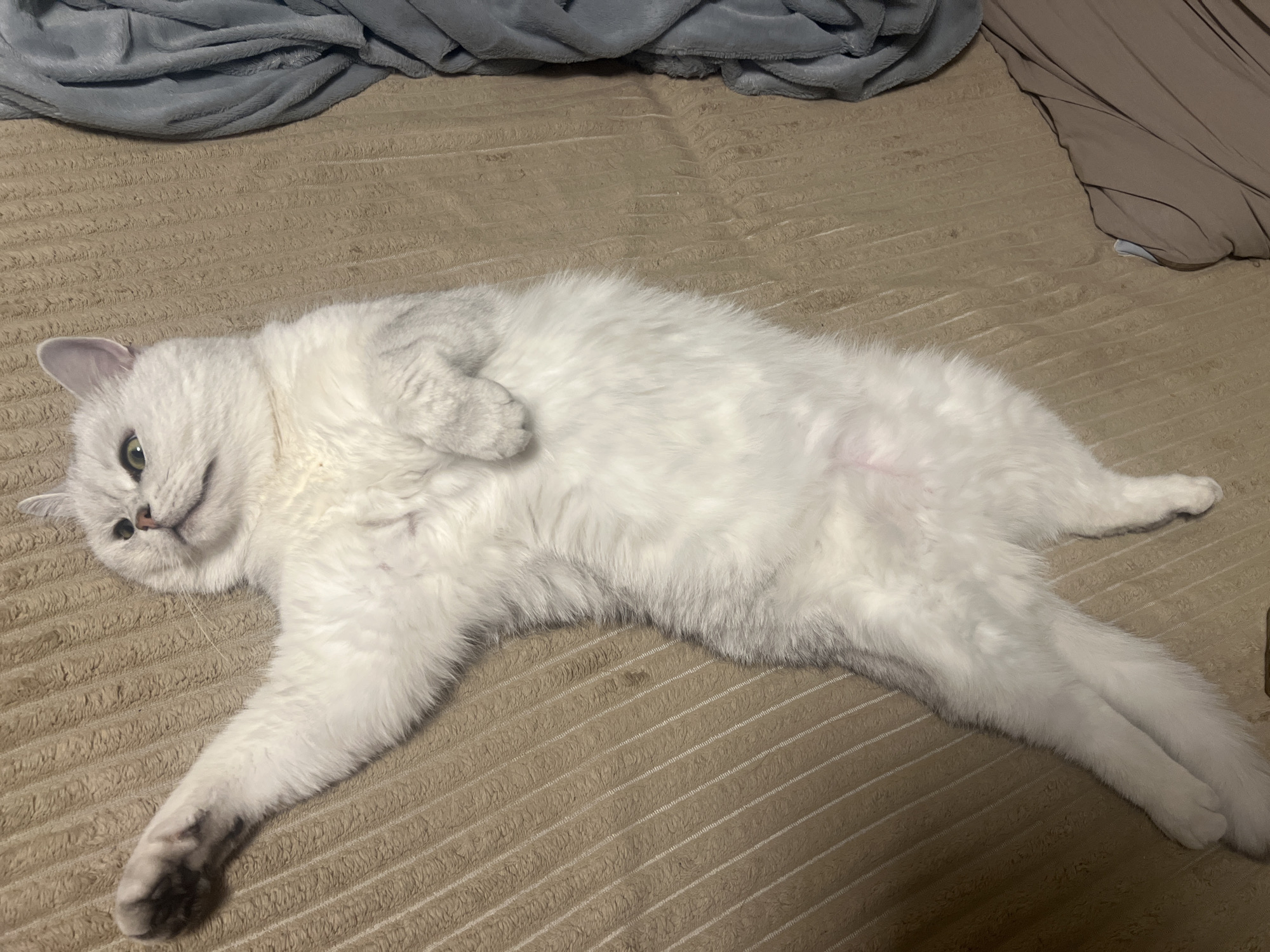 A white cat lies on its back on a brown corduroy surface. The cat has green eyes and a dark nose. Its legs are splayed out, and one paw is curled up near its chest. The cat is facing the camera with a slight smile. In the background are two different grey blankets. The environment appears to be indoors, possibly on a bed. The location in the city is Unknown, Unknown.