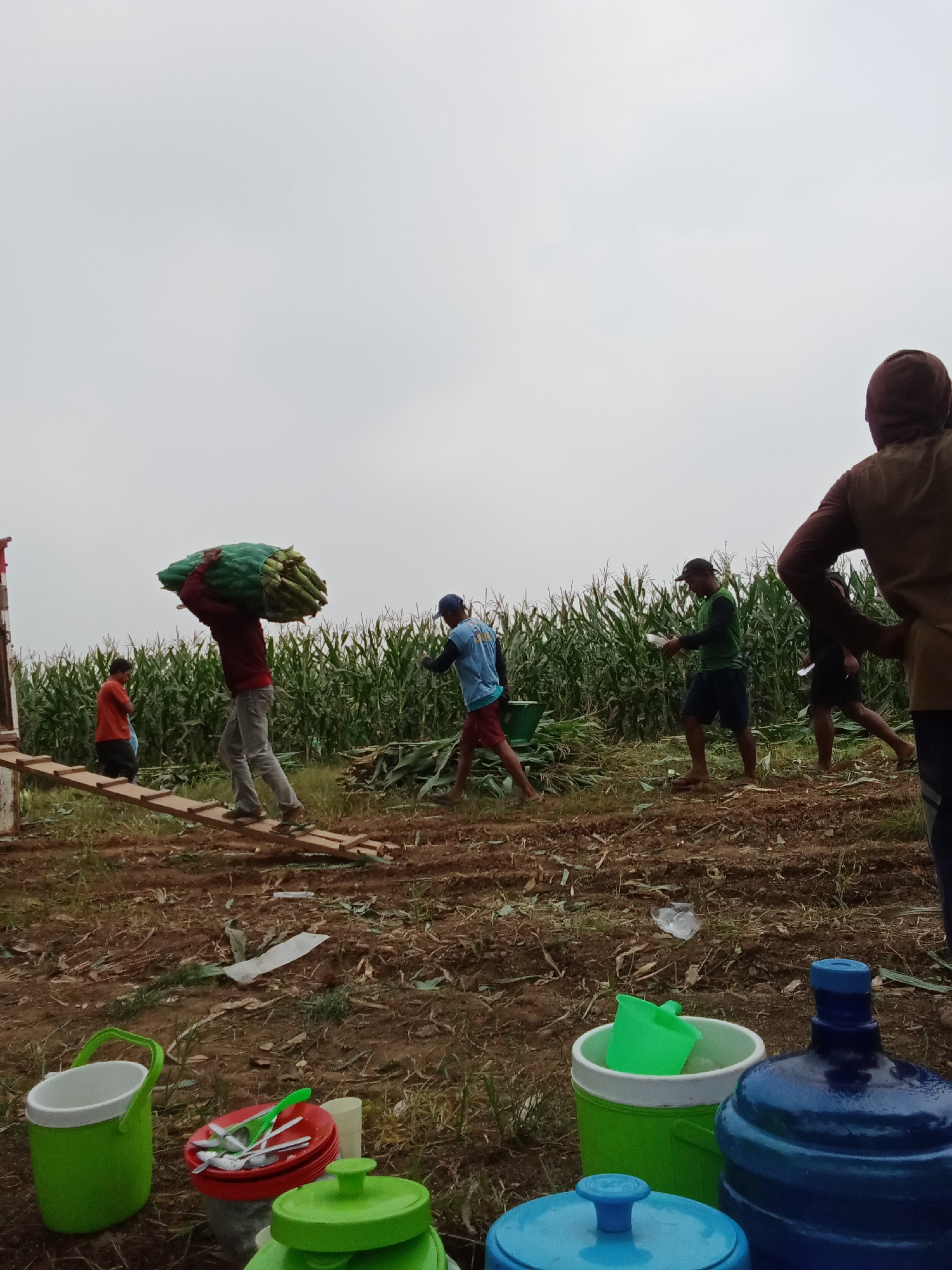 In a cornfield in unknown, Indonesia, several individuals are engaged in harvesting. The sky is overcast. In the foreground, a person carries a large bundle of corn stalks on their head, walking on a wooden ramp. Another person in an orange shirt stands to the left of the ramp, facing away from the camera. To the right, a person in a blue shirt and red shorts walks away from the cornfield. Further to the right, a man in a green shirt and dark shorts holds a piece of paper. Behind him, another person, mostly obscured, walks in the same direction. In the immediate foreground, several buckets and containers are visible, including a green bucket, a red bowl with spoons and forks, and two large water jugs, one blue and one lighter blue. The ground is muddy and covered with debris from the harvest.