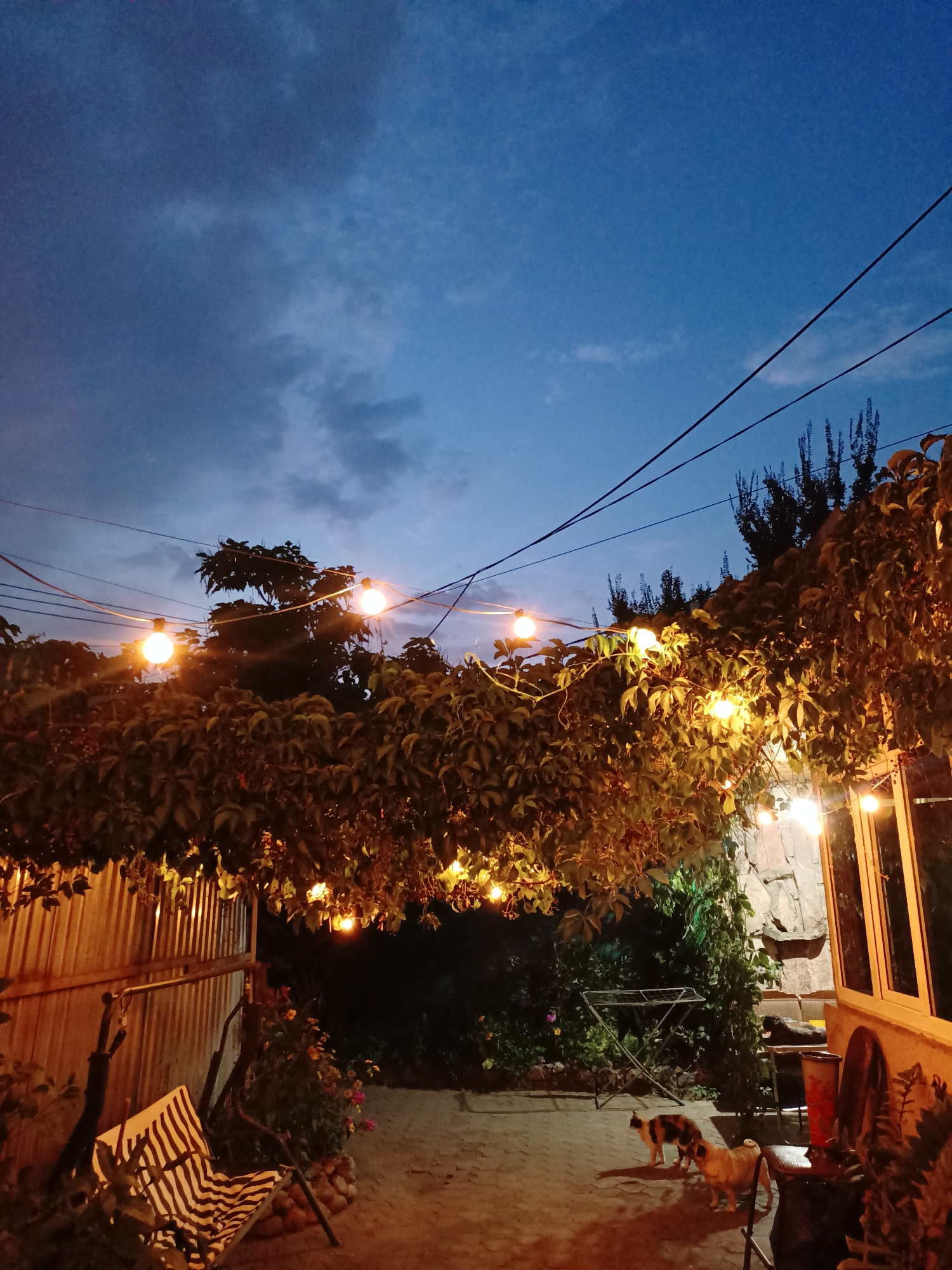 This is an outdoor scene at dusk or night. The sky is a deep blue with some clouds. String lights are hung along a vine-covered structure that arches over a patio. The patio appears to be paved with cobblestones.
On the left side of the image, there is a corrugated metal fence and a swing set with a striped cushion. In the center of the patio, two cats are present. One cat is calico and the other is tan. They are standing and looking in different directions. Further back on the patio, there is a clothes drying rack.
To the right of the patio, there is a building with a window and a wall made of rough stone. Some potted plants are visible in the foreground on the right. The overall ambiance is that of a cozy outdoor living space illuminated by the warm glow of the string lights. The exact location of the city and country are not specified in the image.