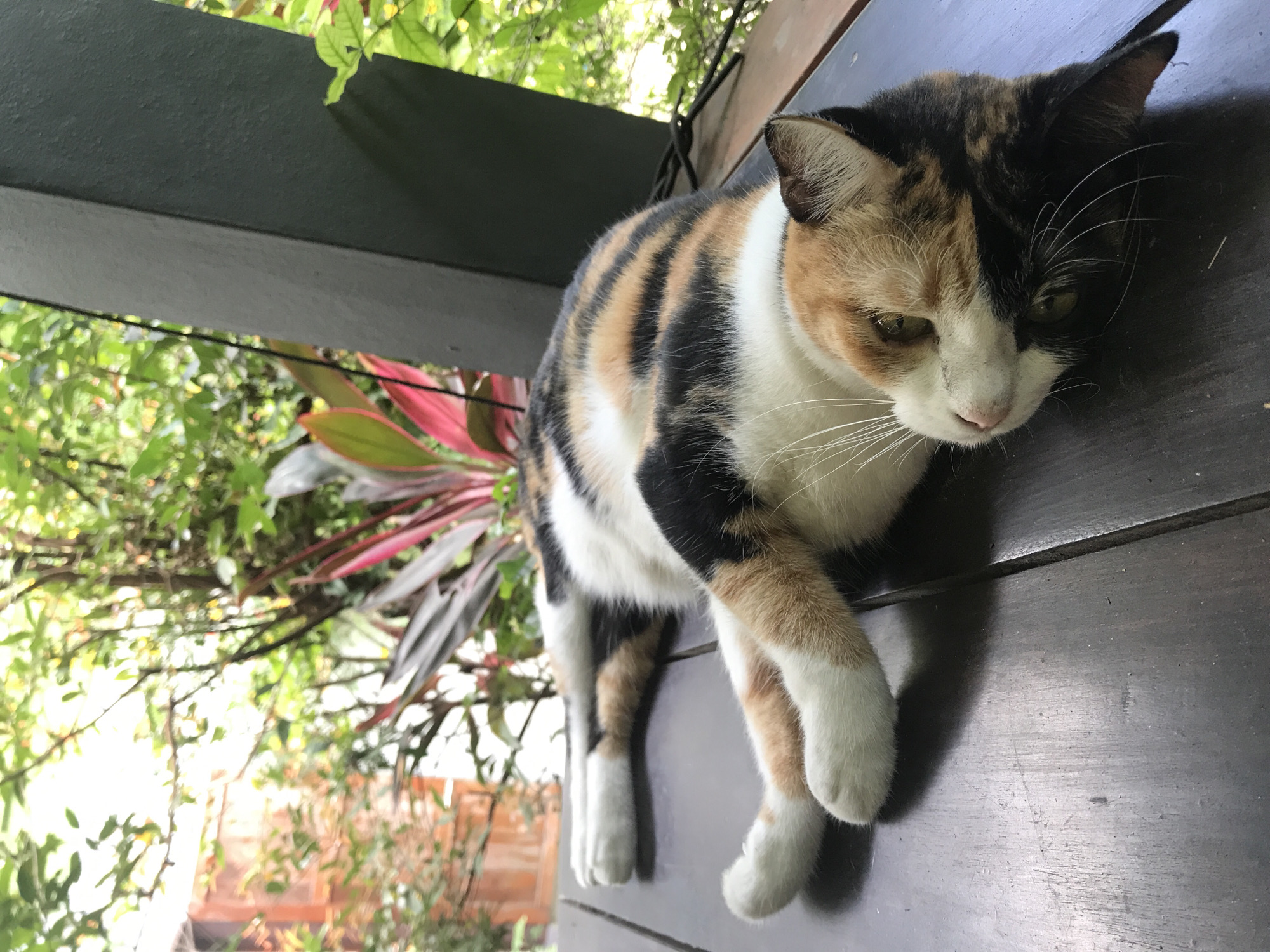 A calico cat, featuring a distinctive pattern of black, orange/tan, and white fur, is captured resting on a dark wooden surface, likely a deck or floor. The cat's face presents a striking split coloration, with one side predominantly black and the other a warm orange/tan, divided by its white muzzle. Its green eyes are partially lidded, and long white whiskers extend from its snout. The cat appears relaxed, stretched out with its front paws extended, and its expression is calm.
The wooden surface beneath the cat consists of dark, worn planks, displaying subtle grain and texture. In the background, lush and vibrant green foliage, including tree branches and leaves, creates a natural, dense backdrop, suggesting an outdoor or semi-outdoor setting. A plant with prominent reddish-pink leaves adds a vivid splash of color to the greens. On the left side of the frame, dark grey structural beams or posts are partially visible, hinting at an architectural element of the setting.
The scene is illuminated by natural daylight, evident from the soft shadows cast around the cat and on the wooden surface, indicating a clear day. There is no visible text in the image. This tranquil scene is set in Baan Mae Nam, Thailand.
