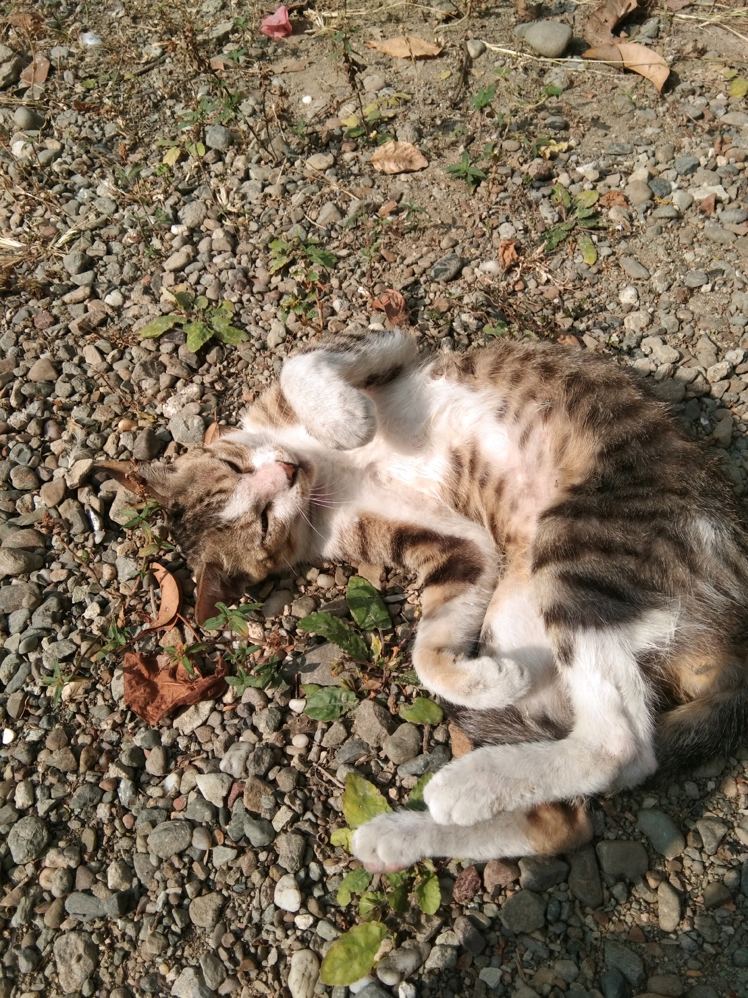 A tabby and white cat is lying on its back on a gravelly ground, outdoors. The cat is curled up with its paws in the air. Its eyes are closed and it appears to be sleeping or resting. The ground is covered with small, grey and brown stones, as well as some dried leaves and sparse green weeds. The lighting suggests it is daytime, with sunlight casting shadows. The scene depicts a relaxed animal in a natural, outdoor environment.