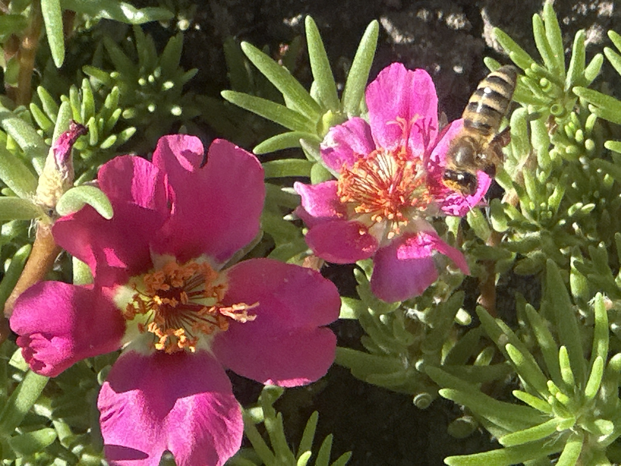 A bee is shown collecting nectar from a pink flower in Lobacheve, Ukraine. The bee is positioned on the lower right side of the image, with its body extending across several of the flower's petals and resting on the green foliage. The bee's striped abdomen is clearly visible, as are its legs and wings. The flower itself is a vibrant pink, with delicate petals and a central stamen. The surrounding foliage is lush and green, with the dark background suggesting a natural outdoor setting. The lighting indicates it is daytime, with shadows suggesting the sun is at an angle.