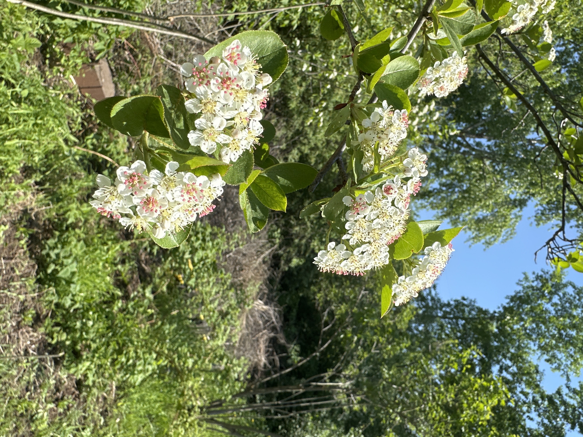 The image captures a cluster of white flowers with pink accents blooming on a tree branch. Lush green leaves surround the flowers, and in the background, a mix of trees and foliage creates a verdant backdrop, partially obscuring the blue sky. The scene appears to be outdoors, possibly in a garden or park-like setting. The image does not provide enough information to confirm the location in Chaikovsky, Russia. The photograph lacks any indications of human presence, actions, or interactions. It primarily documents the botanical elements of the environment.