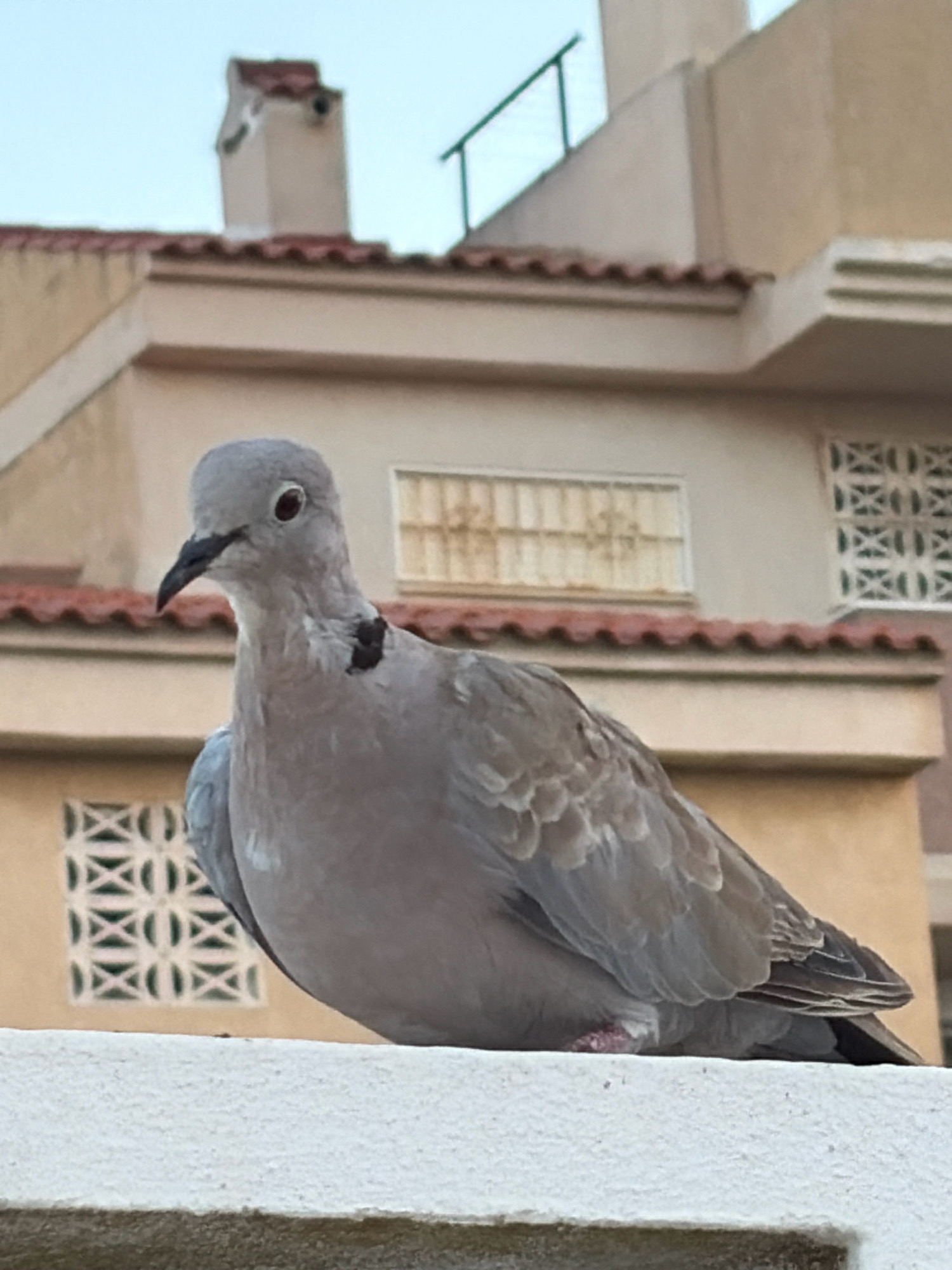 A Eurasian collared-dove is perched on a white concrete ledge, with its body angled to the right, facing left. Its grey plumage is evident, with a distinctive black collar around its neck. The background consists of buildings with beige walls and red tiled roofs, characteristic of the architecture found in the city of Torrevieja, Spain. One building features decorative white grills on its windows. The sky is a pale blue, suggesting daylight.