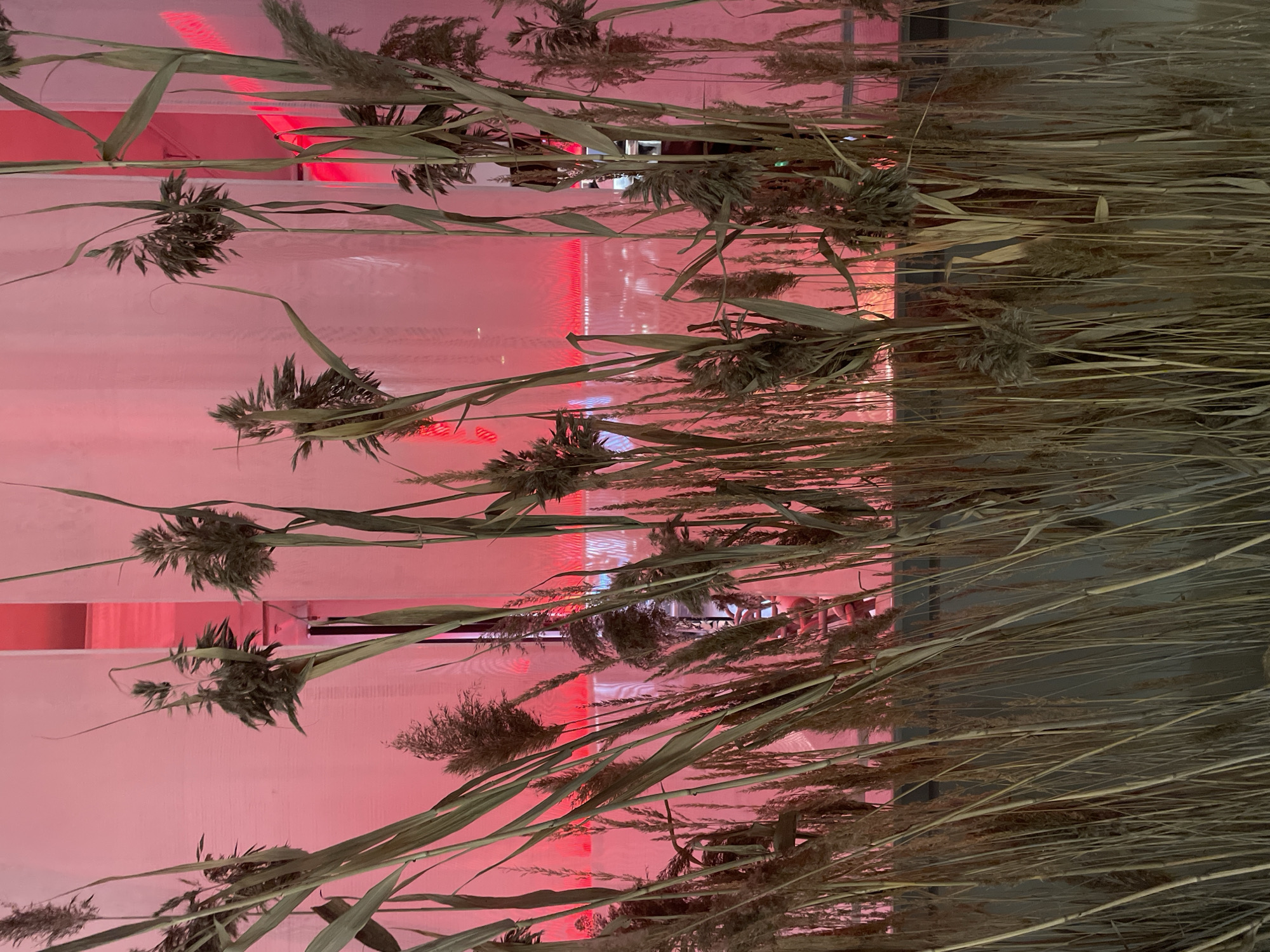The image shows a close-up view of dried reeds and grasses, oriented vertically. The reeds are a mix of green and brown, with some featuring feathery seed heads. They are arranged in a dense, layered fashion, obscuring the background.
Behind the reeds, a soft pink light illuminates a translucent surface, possibly a screen or fabric. Red lights, likely from an event or decorative lighting, are visible in the upper left and upper right portions of the image, creating streaks and reflections on the pink surface. These red lights suggest a dynamic or vibrant atmosphere.
In the mid-ground, through the reeds and behind the pink illumination, there are glimpses of what appears to be an interior space with people. These figures are indistinct and seen from a distance, suggesting a lively gathering or event. The overall impression is one of an artistic installation or a decorative element within an indoor setting, possibly a venue or exhibition space in Saint Petersburg, Russia. The time of day and weather are not discernible. There is no visible text in the image.
