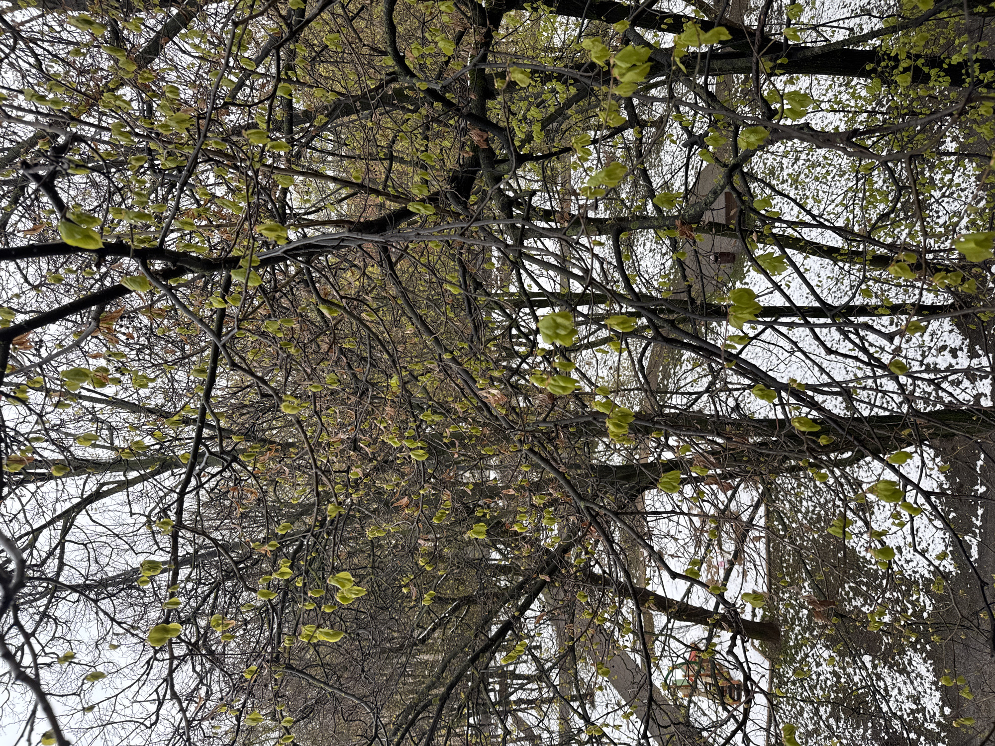 The image presents a dense, intricate network of tree branches, primarily bare and dark, but adorned with numerous small, vibrant light-green leaves, indicative of early spring. The perspective is looking upwards through the tree canopy. The background is a bright, uniform light grey or white, suggesting an overcast sky or possibly distant, snow-covered ground or buildings seen through the branches.
In the mid-ground, particularly visible towards the right side through the branch network, stands a tall, light-colored, rectangular stone structure or monument. It has indistinct, darker markings on its surface that are not clearly identifiable as text or specific symbols. Further in the background, glimpsed through the foliage, are faint outlines of what appear to be other buildings or structures, with some areas showing warmer, brownish tones.
The scene captures the tranquil moment of nature's awakening in early spring, with new growth emerging. The dark, wet appearance of the branches suggests recent rain or snowmelt. No human activity or specific event is taking place; the focus is entirely on the natural environment. The setting is likely a park or a green area within Moscow, Russia, given the provided context.