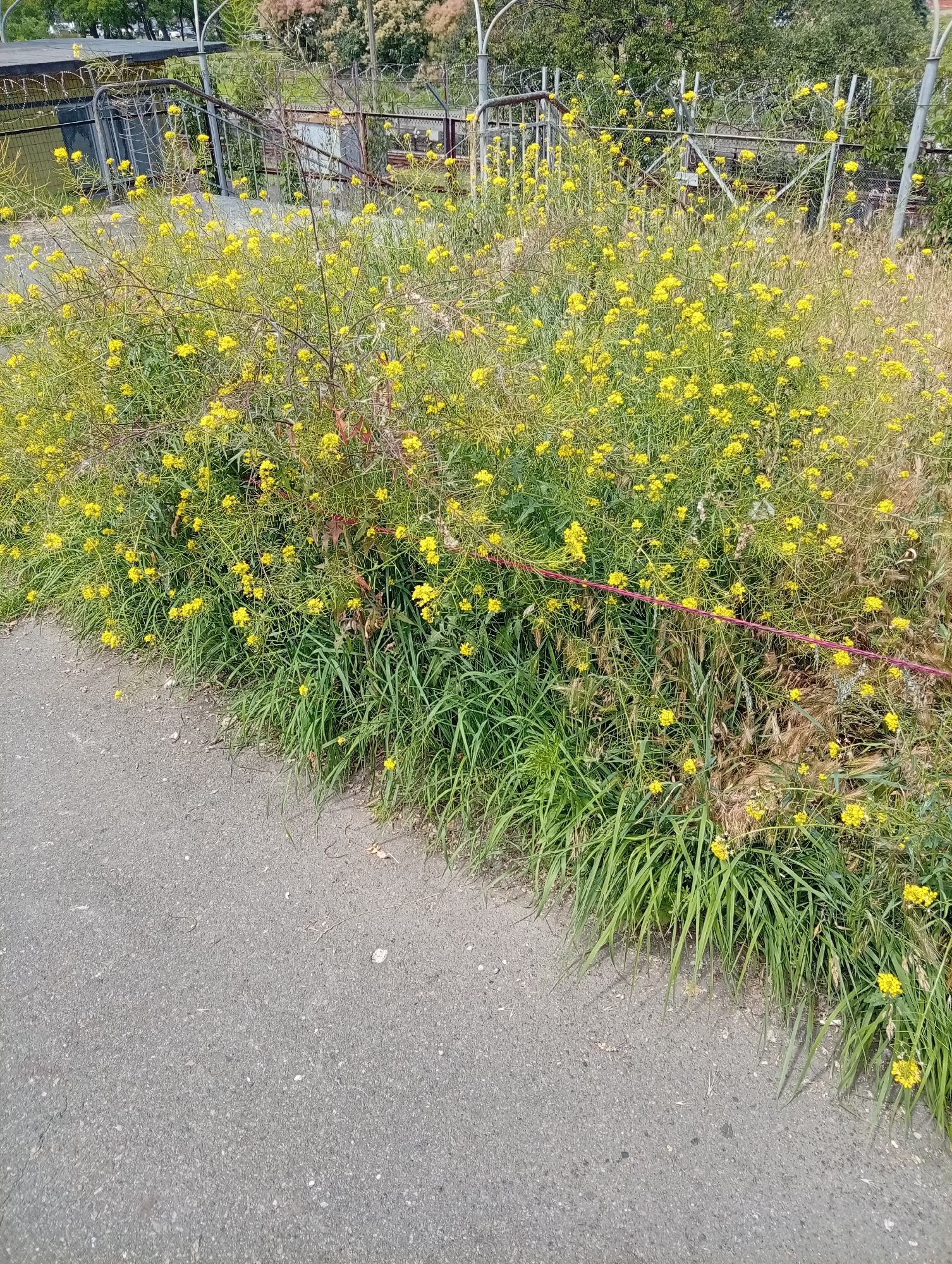This media file depicts an outdoor scene with a focus on vegetation and a paved surface. In the foreground, a gray asphalt path occupies the lower left portion of the frame. The path is textured with small stones and appears to be slightly worn. To the right of the path, a dense growth of green grass and flowering plants creates a vibrant border. These plants are characterized by numerous small yellow flowers and slender stems. A thin, reddish-pink cord or wire runs horizontally across the frame, weaving through the vegetation.
In the background, behind the dense flora, there is a metal fence with barbed wire running along the top. Beyond the fence, more trees and foliage are visible, suggesting a natural or semi-natural environment. Partially obscured by the vegetation, there also appears to be some man-made structures, possibly sheds or buildings, with metal gates. The lighting suggests it is daytime, with the sun casting natural light on the scene. The overall impression is one of a slightly overgrown, natural area adjacent to a man-made path and perimeter. No people are visible, and no text is present in the image. The scene appears to be peaceful and untouched.