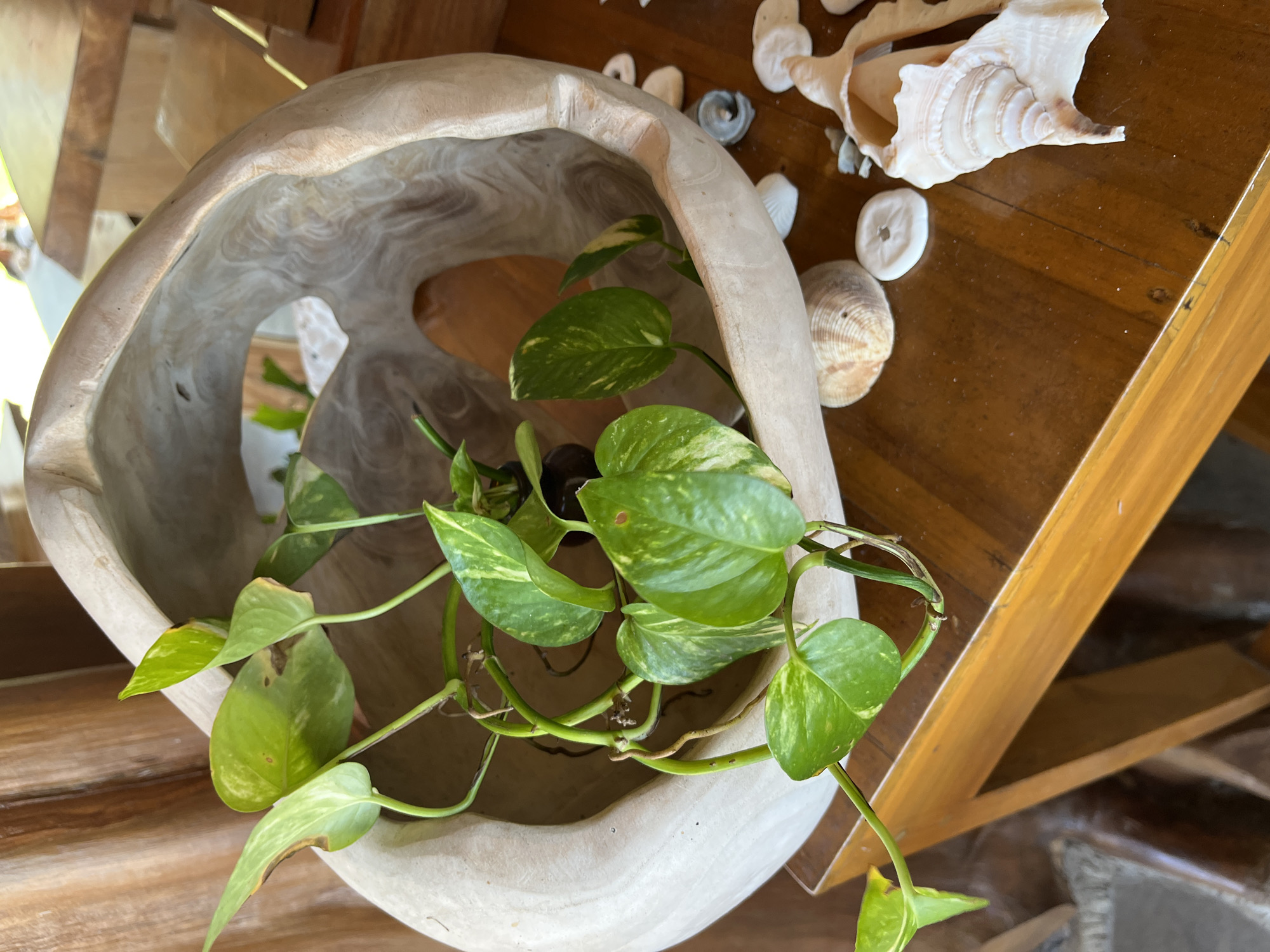 A wide, light-colored, carved wooden bowl with organic, irregular openings sits on a polished wooden table. A Pothos plant with green and yellow variegated leaves trails out of the bowl. Several seashells and small, round white objects are scattered on the table around the bowl. The scene appears to be indoors, with warm lighting and a wooden background structure. The location is the city of Legonipah, Indonesia.