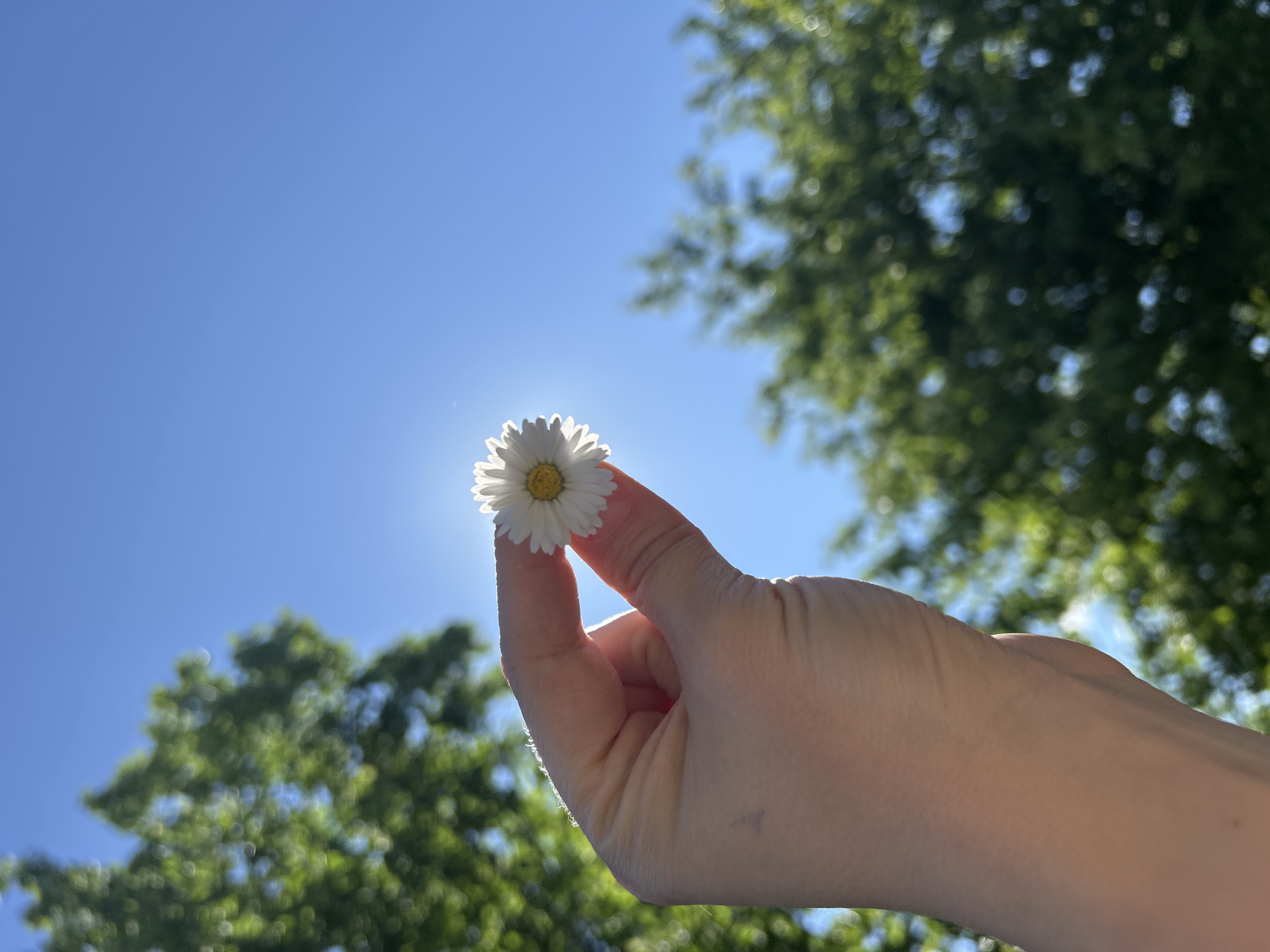 A close-up, low-angle shot shows a person's hand holding a single daisy flower against a bright blue sky. The daisy is backlit by the sun, creating a halo effect around its white petals and yellow center. The hand is lightly cupped, with the thumb and index finger gently pinching the stem of the flower. In the background, out of focus, are green trees and a clear blue sky. The scene appears to be outdoors on a sunny day, likely in a park or garden setting. The city of Фоки, Russia, is not depicted or suggested by any elements in the image.