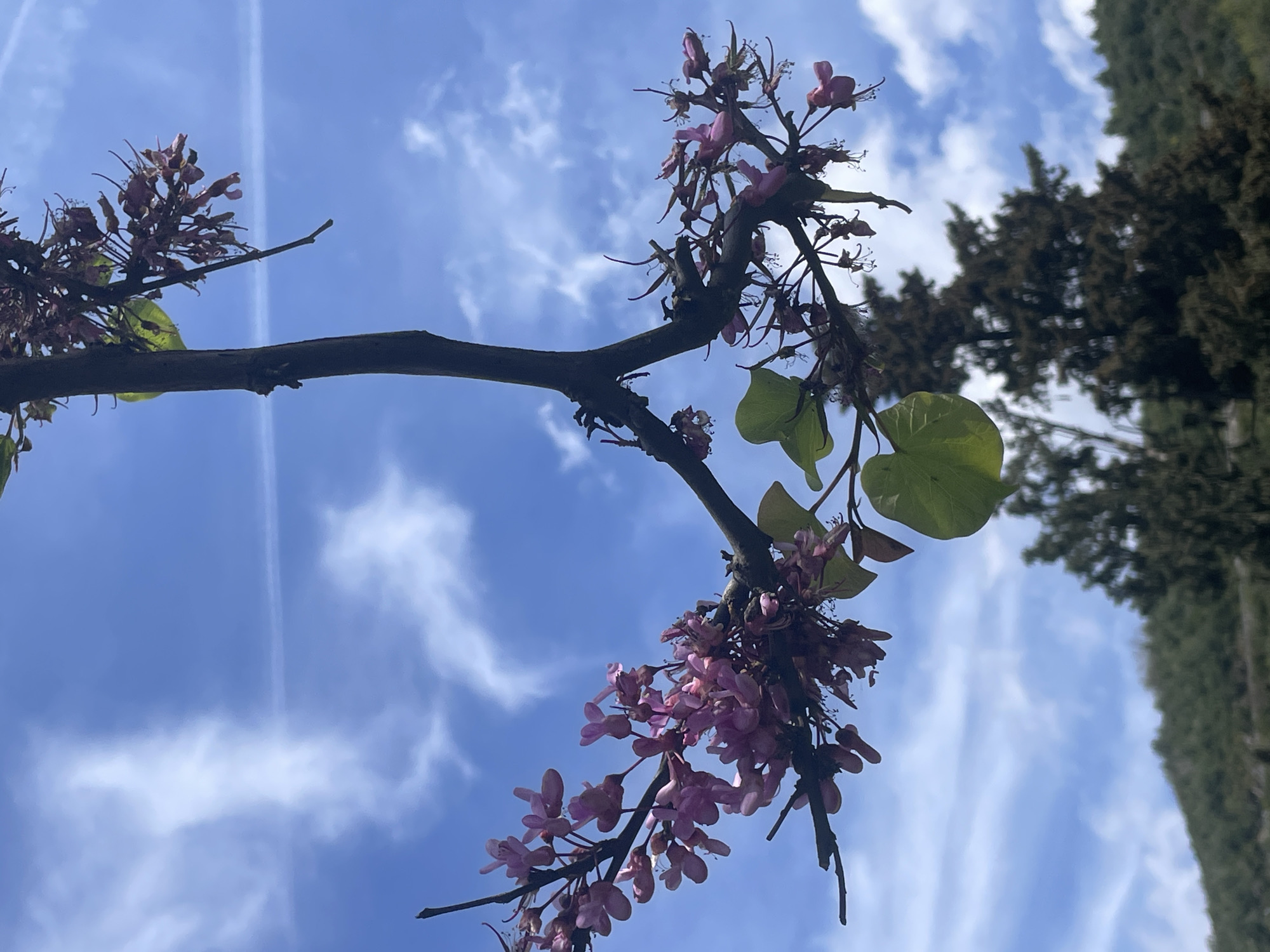 The image depicts a branch with pink blossoms and two green leaves against a backdrop of a blue sky with wispy clouds. Two linear contrails stretch across the sky. The branches appear to belong to a tree, with darker green foliage visible in the upper right corner of the frame, suggesting a tree line. The scene is located in the city of Budva, Montenegro, though this information cannot be discerned from the image alone. There are no people visible in the image.