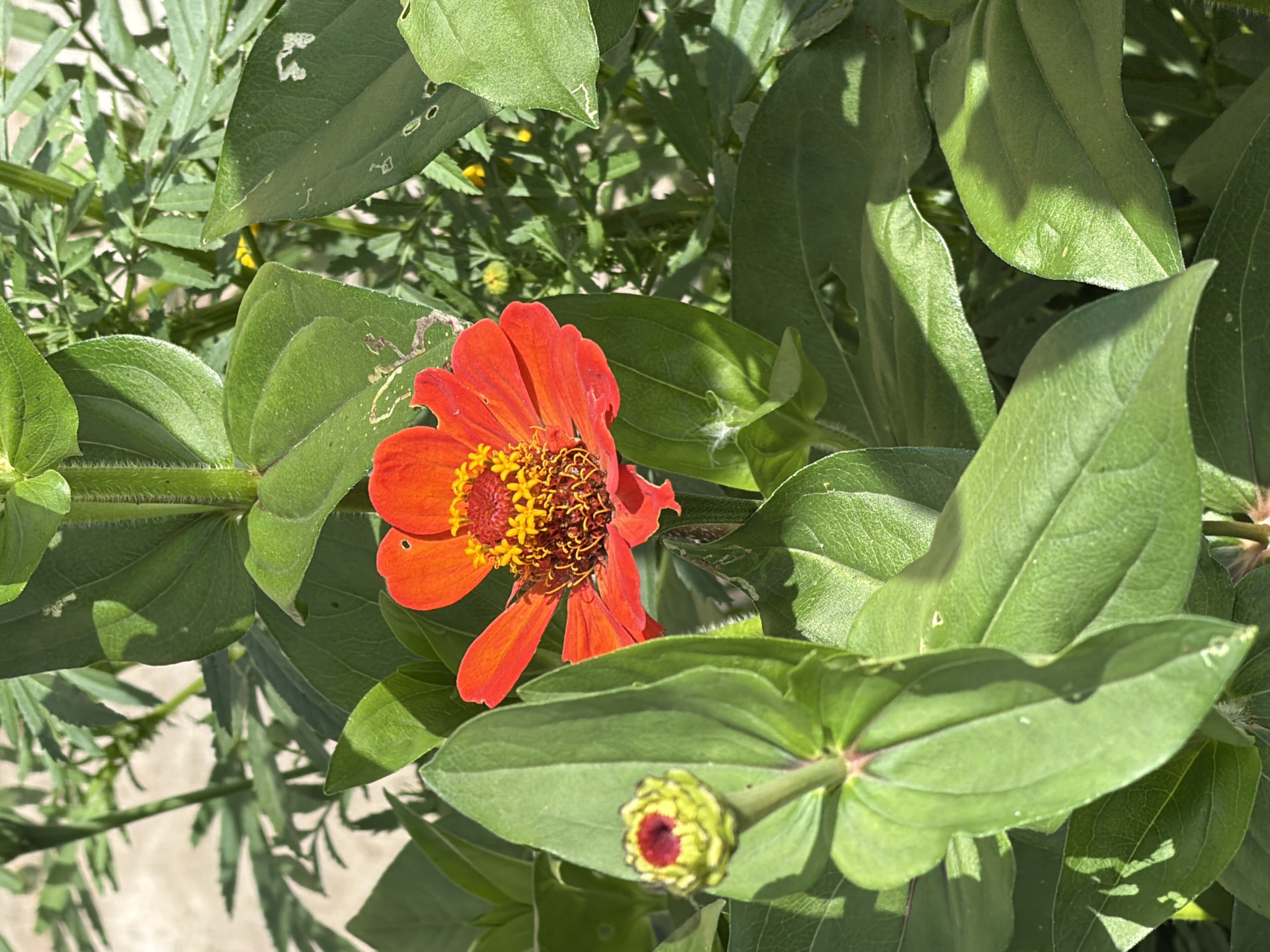 This is a close-up, eye-level, outdoor photograph of a vibrant red zinnia flower in full bloom, surrounded by lush green foliage. The flower's petals are a brilliant orange-red, transitioning to yellow at the center where the stamen and pistils are visible. To the left of the main flower, a smaller, unopened zinnia bud is present, its green sepals tightly enclosing a small red and yellow center. The leaves are large and ovate, with some showing signs of minor damage, such as small holes and light brown spots, possibly from insects or environmental factors. The background is blurred, suggesting a shallow depth of field, with hints of other green leaves and possibly some lighter colored ground or surface. The lighting indicates it is daytime, with sunlight casting shadows on the leaves and highlighting the textures of the petals and stems. There are no people or animals visible in the image. The overall impression is of a thriving garden setting, possibly in a backyard or park, with the focus squarely on the intricate details of the blooming flowers and their accompanying greenery.