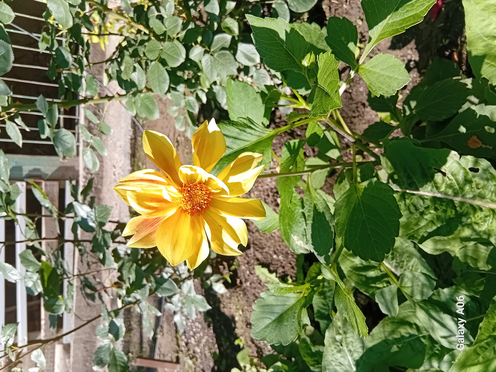 The image depicts a close-up of a single yellow dahlia flower in bloom, set against a backdrop of green foliage and dark soil. The flower is the central subject, with its vibrant yellow petals, some tinged with orange, radiating outwards. The center of the flower is a detailed cluster of small, reddish-orange florets. The petals are slightly curled and have a delicate, almost translucent quality in places, suggesting the sunlight is filtering through them.
The surrounding leaves are a rich, deep green, with some showing signs of sunlight dappling and shadows. The soil appears dry and is dotted with small pebbles and plant debris. To the left of the flower, a white, lattice-like structure, possibly a fence or trellis, is visible, partially obscured by more green leaves. The lighting suggests it is daytime, with the sun casting distinct shadows, indicating a clear or partly cloudy sky. The overall scene is one of a garden in bloom, likely during a warm season.
The bottom right corner of the image contains the text "Galaxy A06" in white lettering, indicating the device on which the photograph was taken. There are no people or animals visible in the frame. The setting appears to be an outdoor garden, possibly in a rural or suburban environment, given the natural elements and the presence of the fence structure. The image conveys a sense of natural beauty and the simple elegance of a single, perfect flower. The location context provided is Kojo-Aryk, Kyrgyzstan.